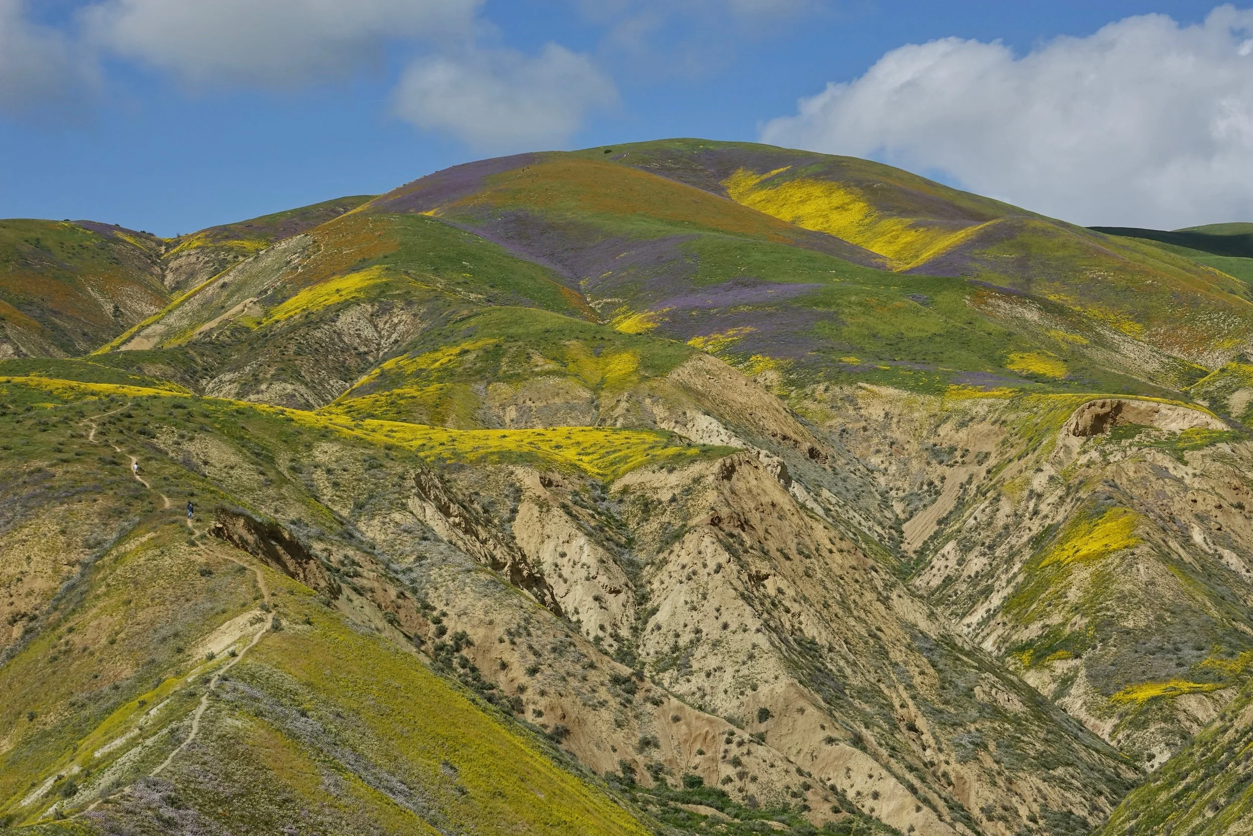 Trail up to the wildflowers