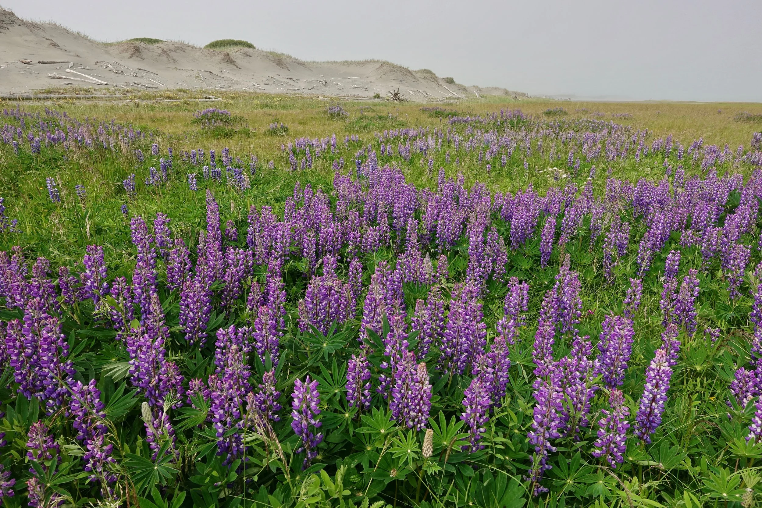 Lupin near the Ahrnklin River on the Lost Coast of Alaska