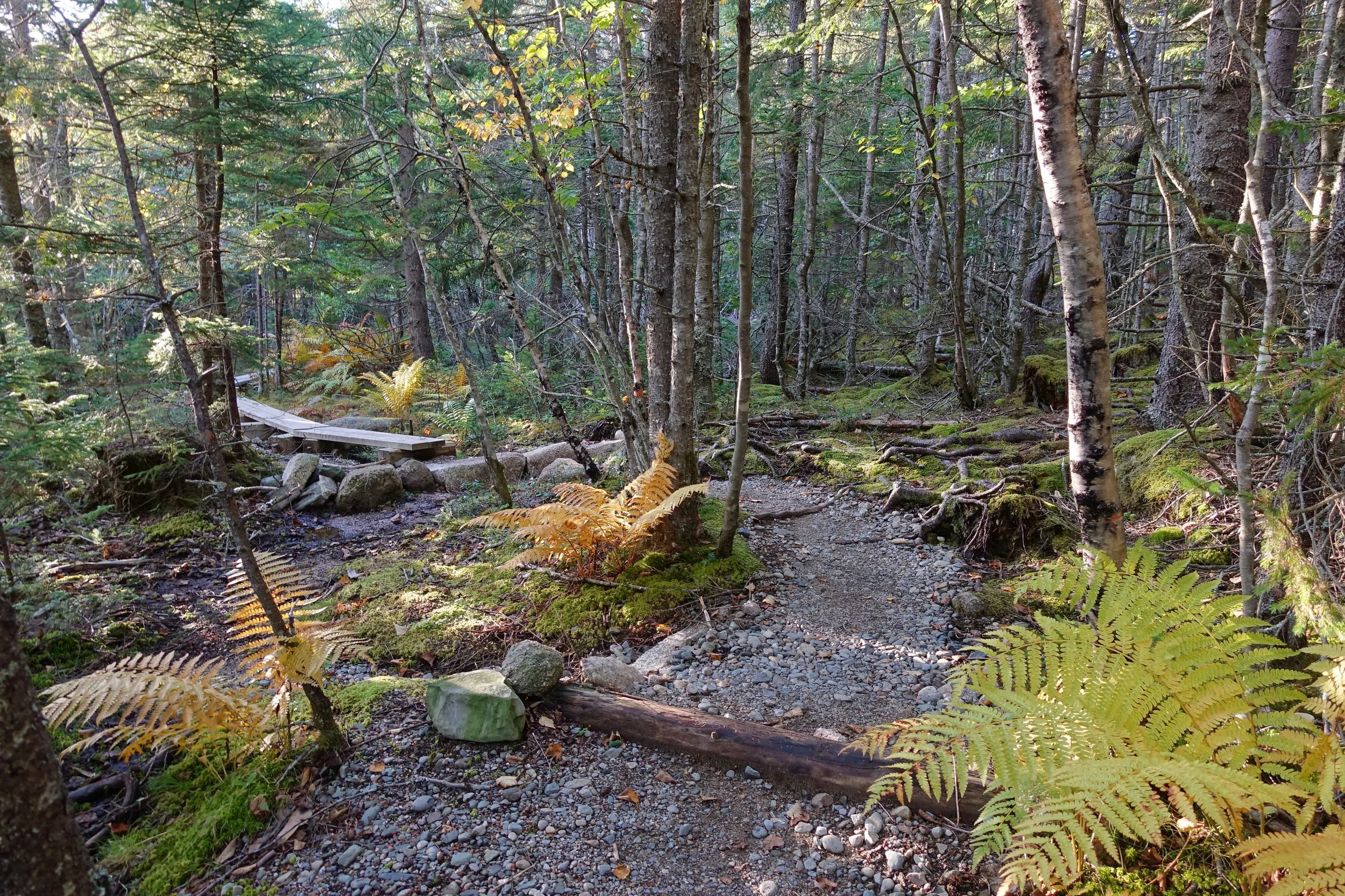 Boardwalks on the Little Cape trail in Maine