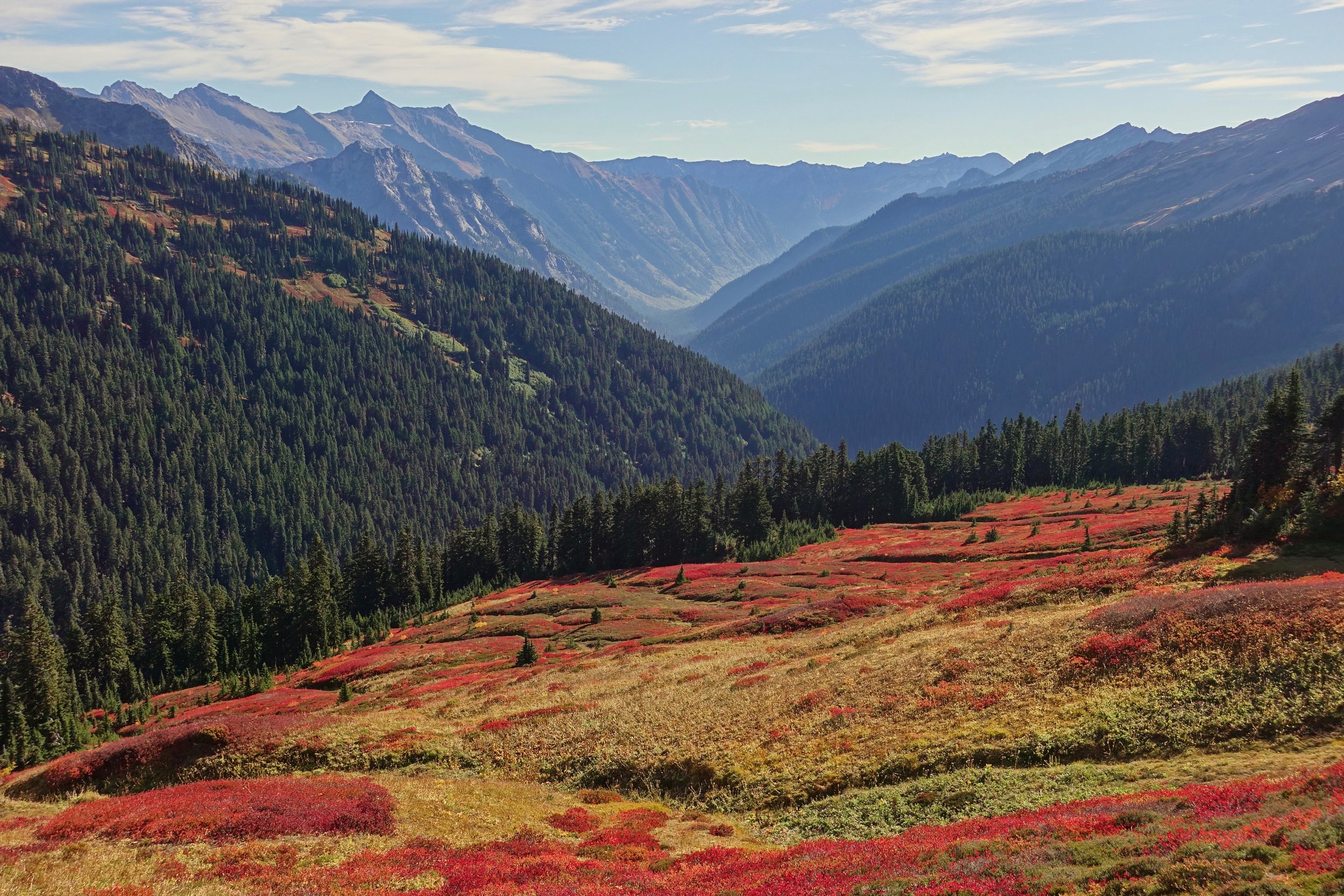 Layers of forest on the Pacific Crest Trail