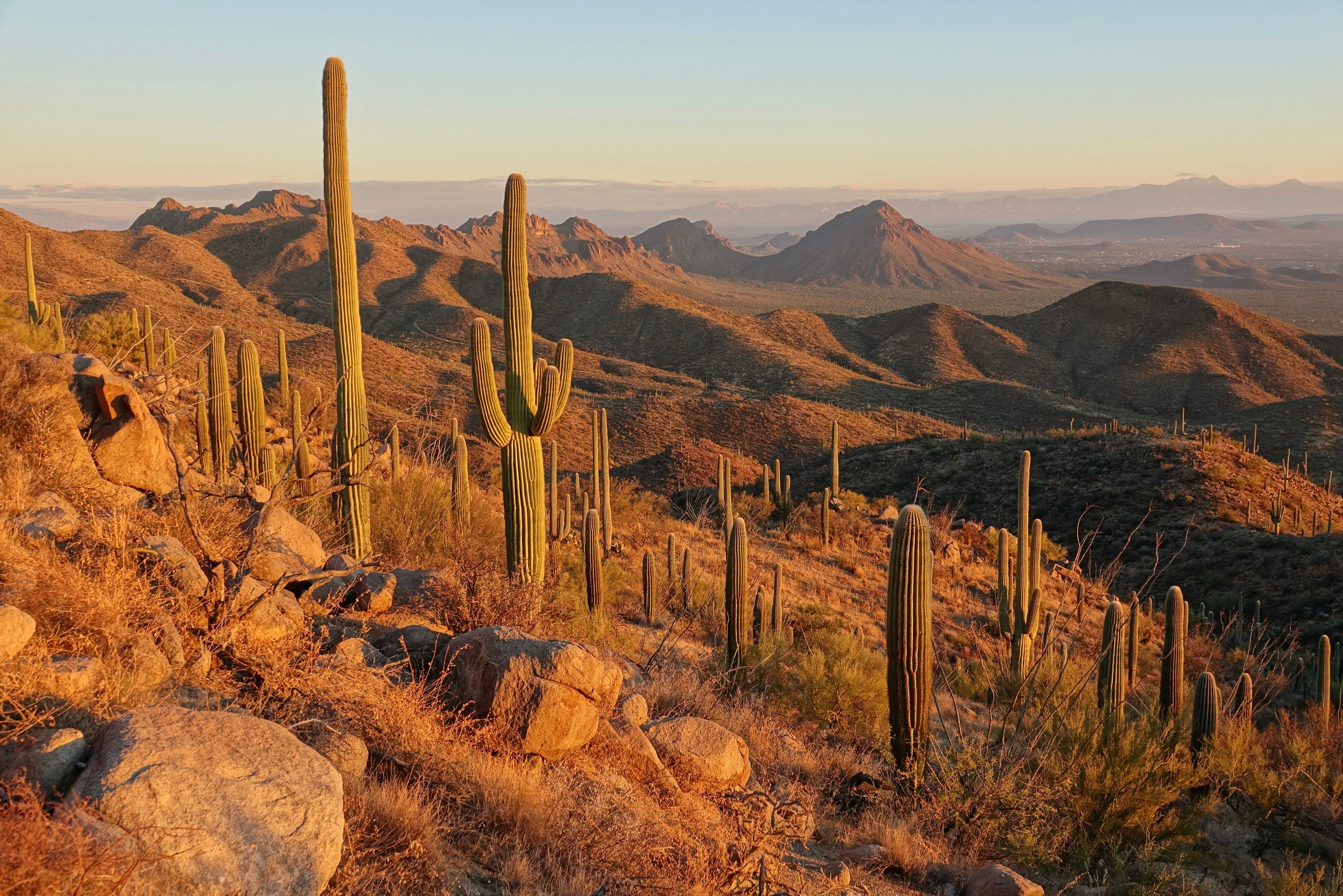 Wasson peak hike in Saguaro National Park