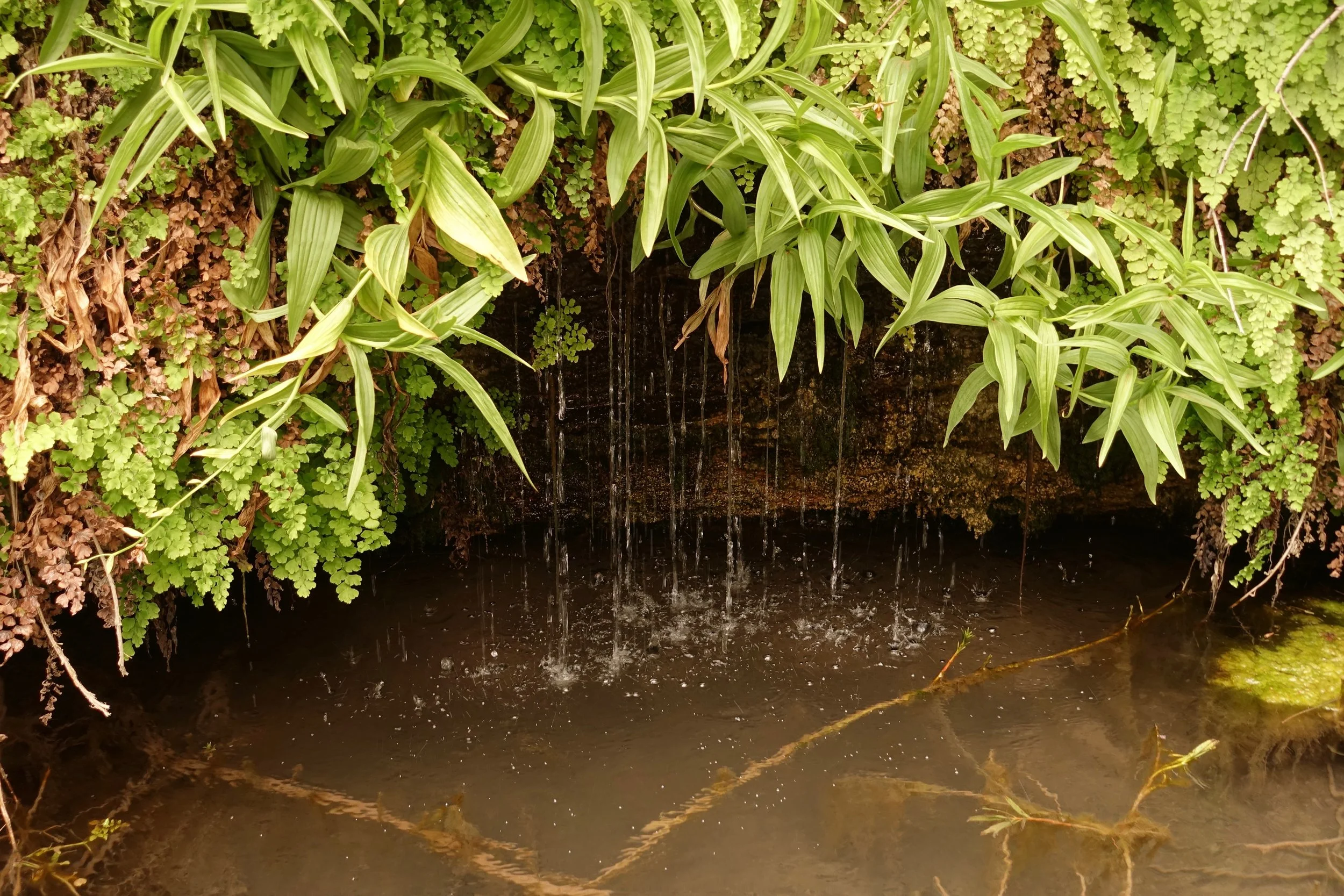 Spring inside the Paria Canyon