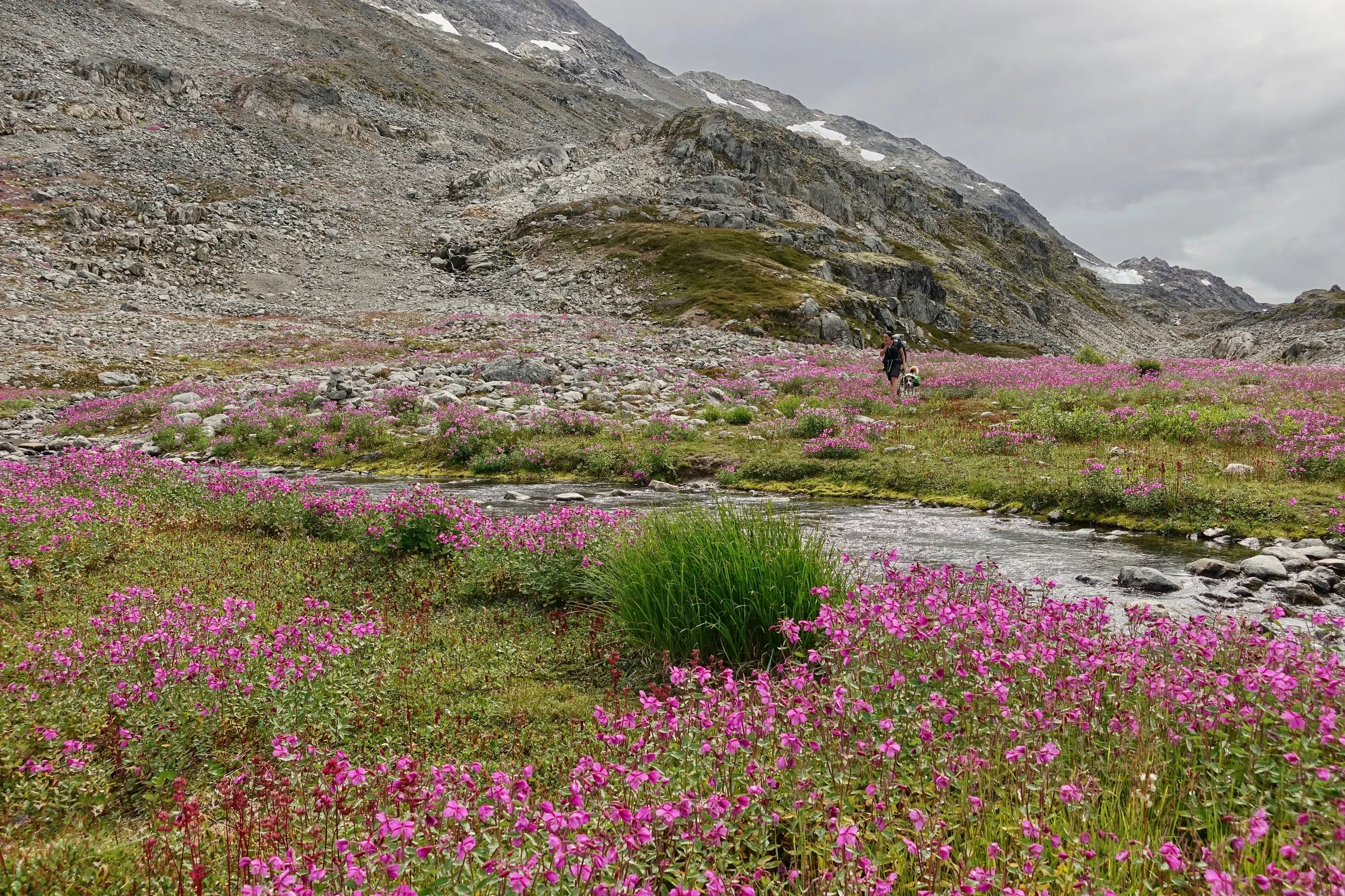 Fireweed along the Chilkoot trail hike