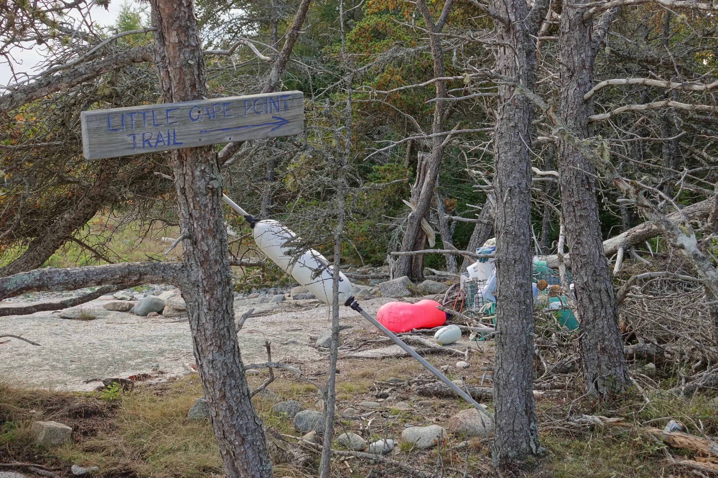 Little Cape Point trail in the Great Wass Preserve of Maine