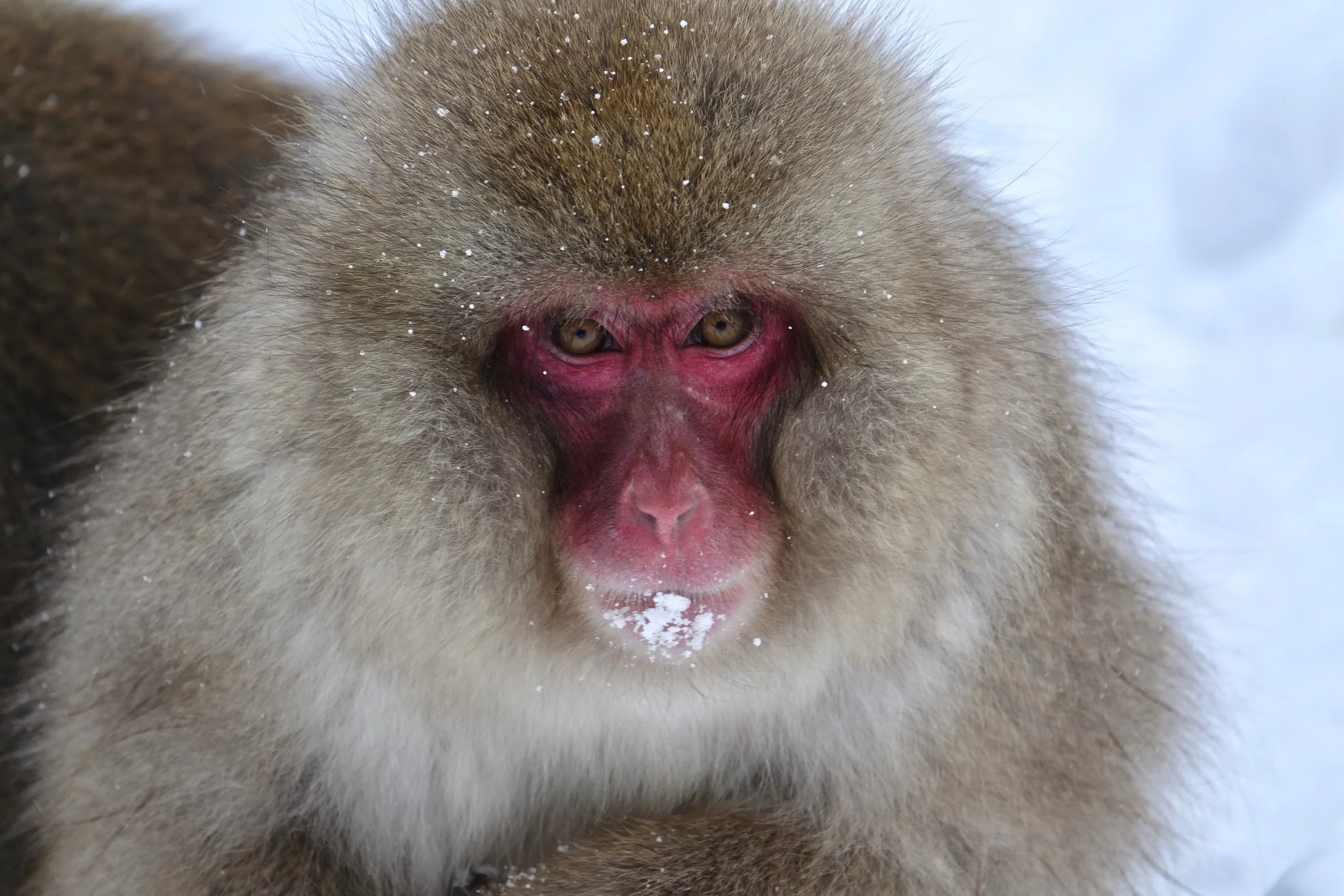 Adult snow monkey