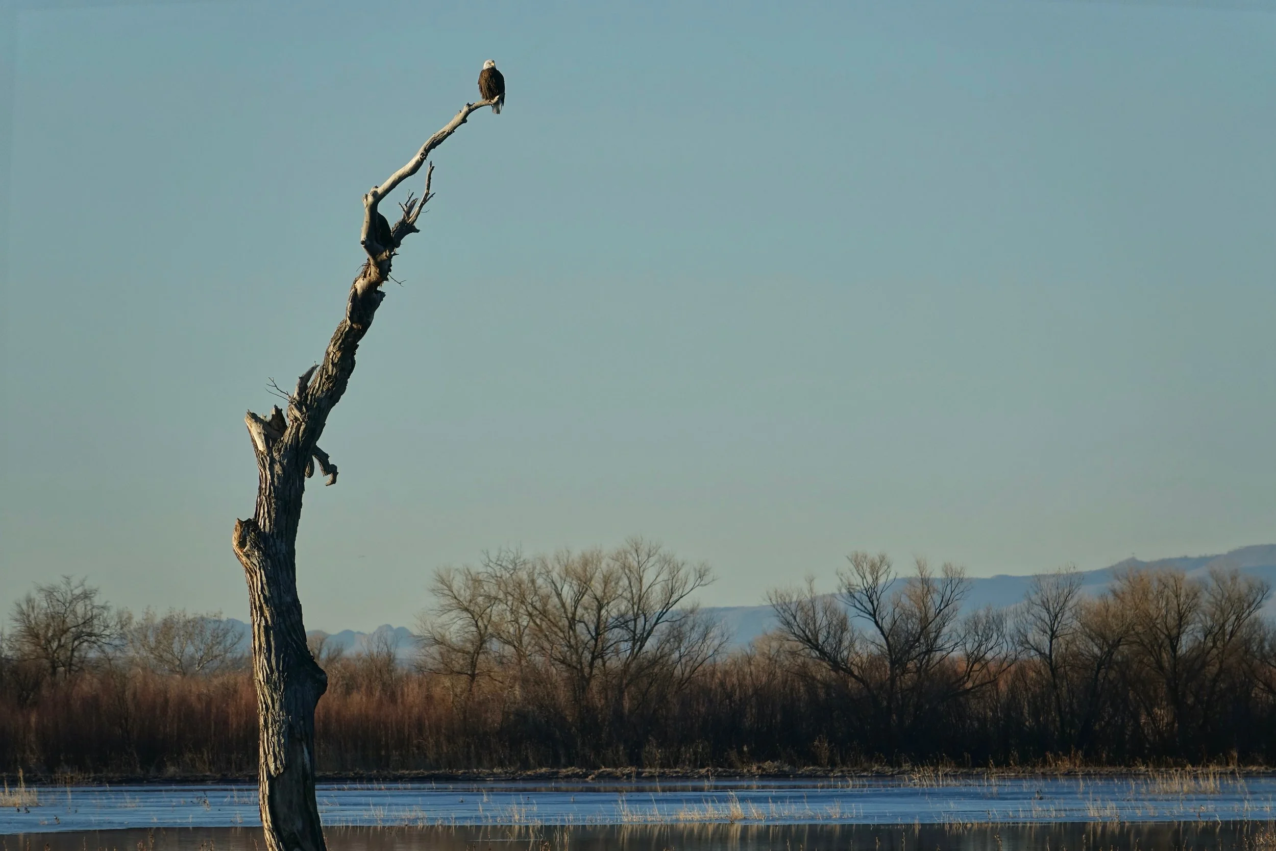Eagle in Bosque del Apache New Mexico