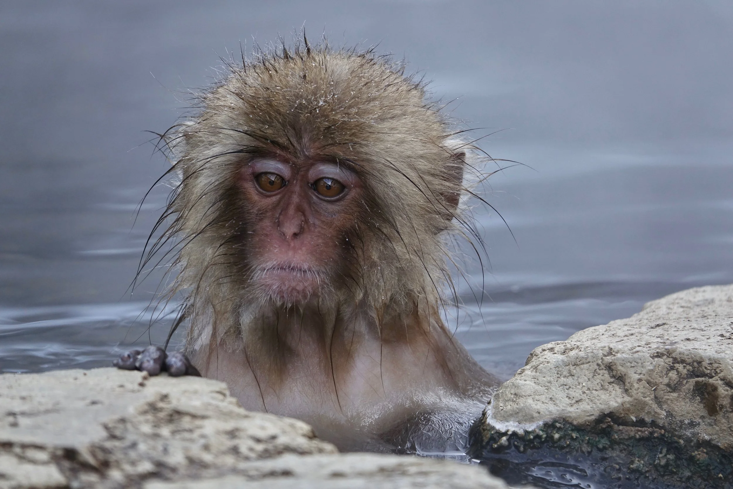 Wet snow monkey in hot spring at Jigokudani Monkey park in Japan
