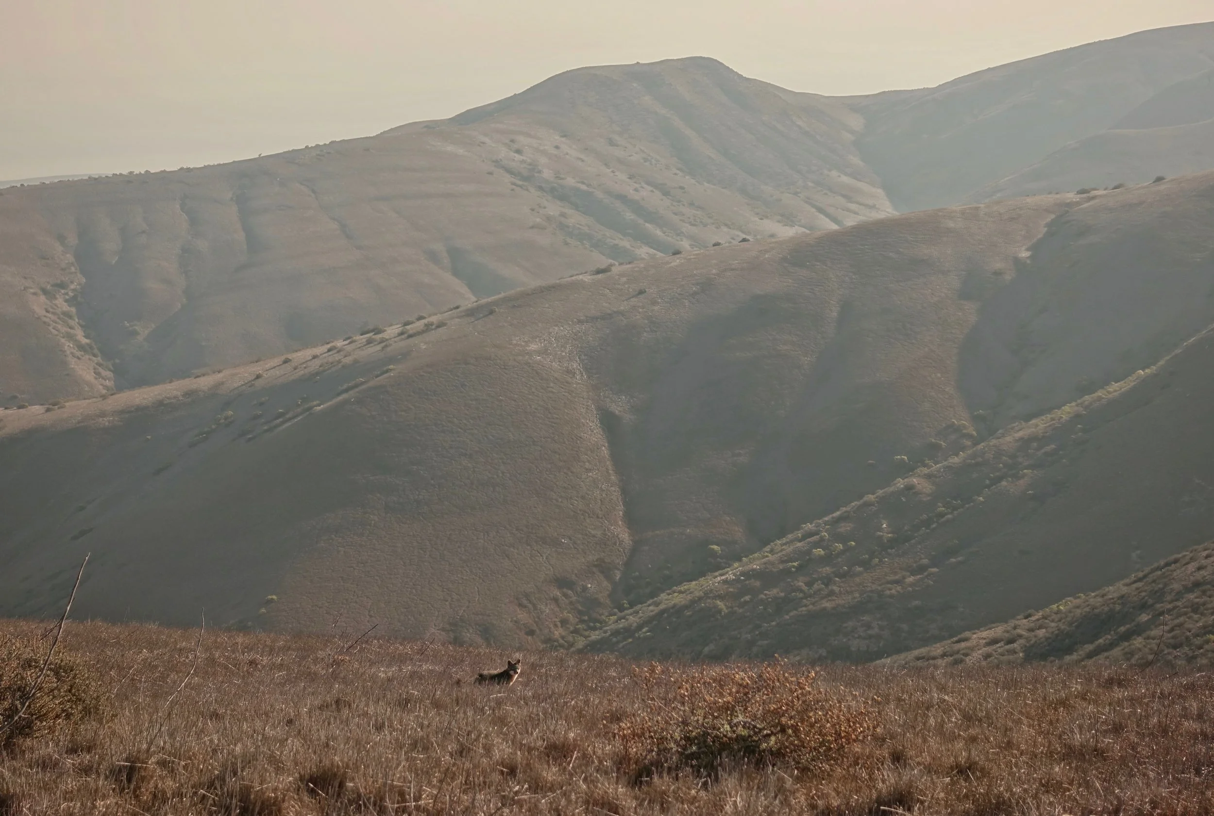 Island fox on Channel Islands National Park