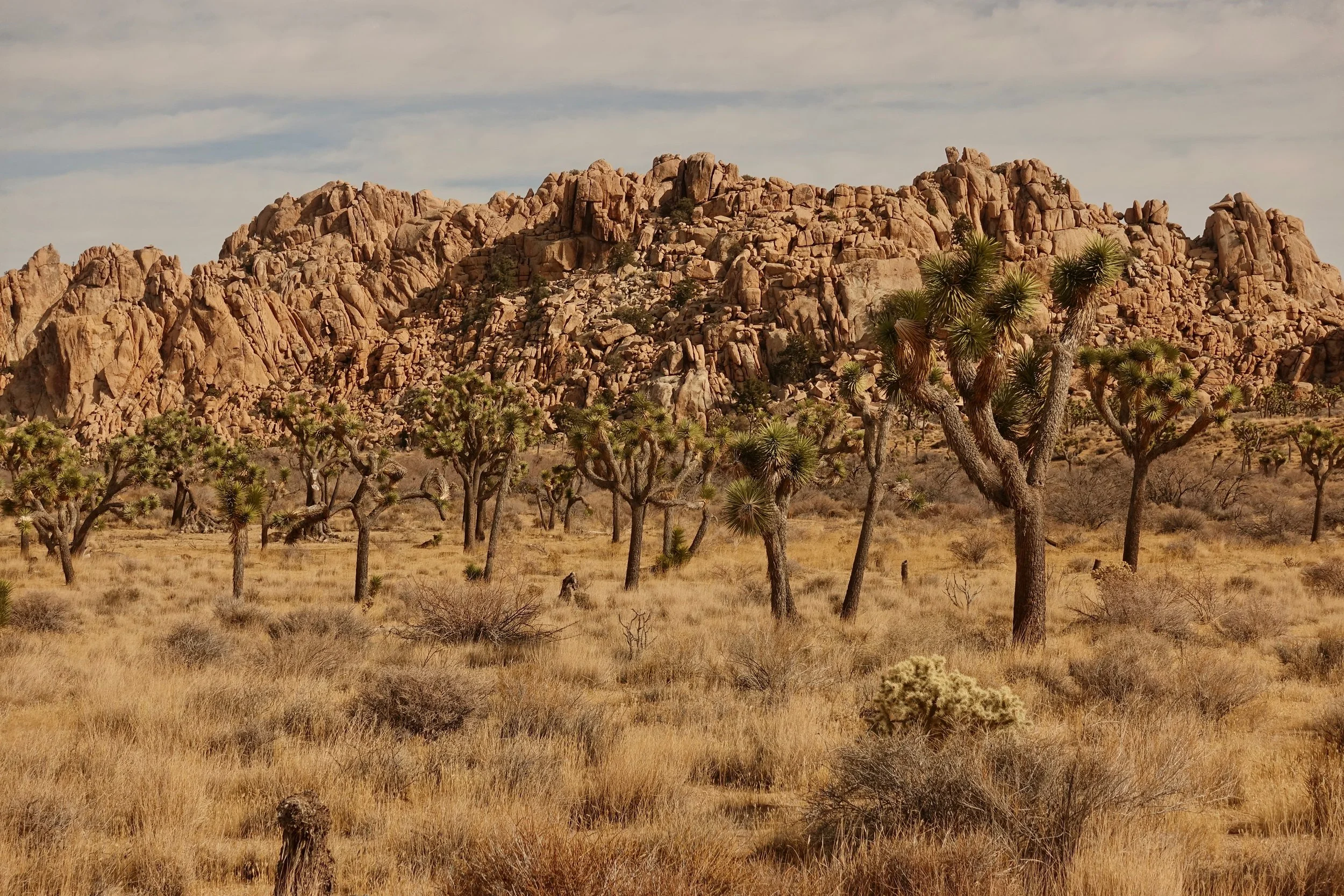 Joshua trees in the valley on backpack in National Park