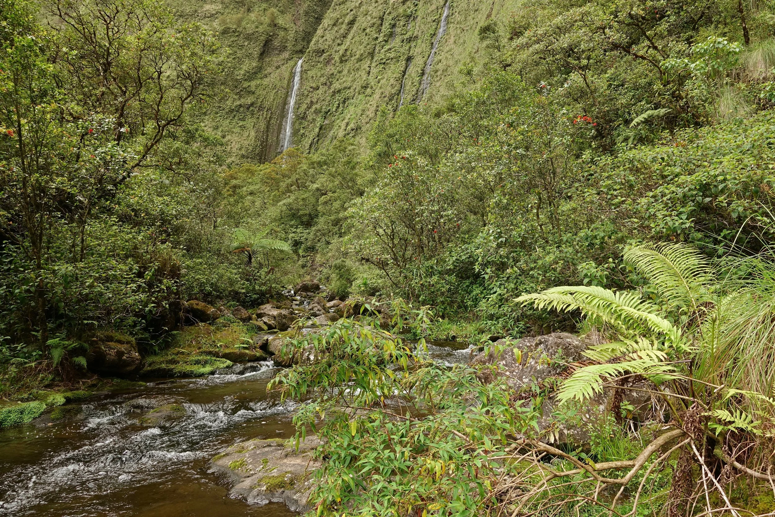 Walking up the northern stream to the gate that leads to Blue Hole in Hawaii