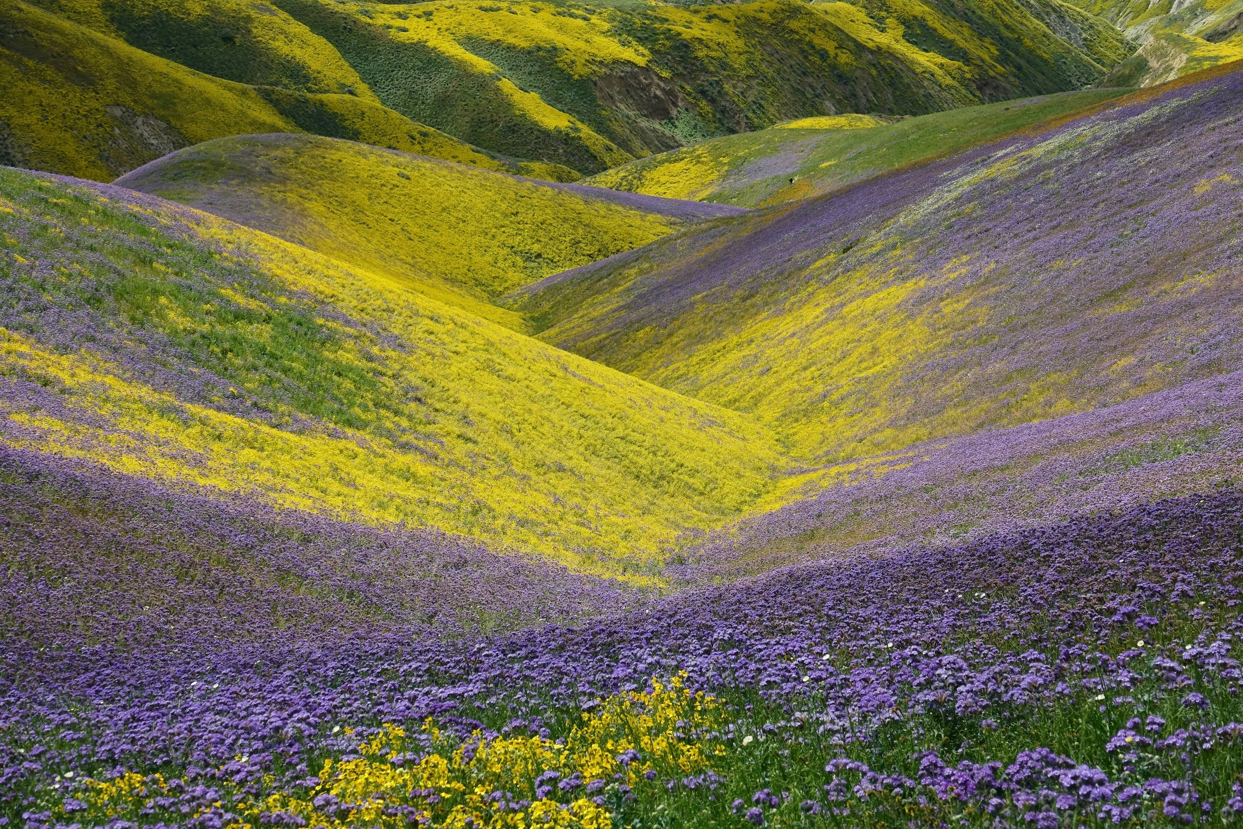 Superbloom in Carrizo Plain in California