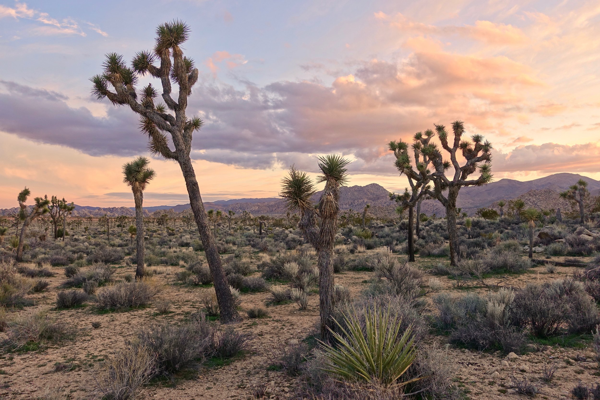 Joshua Tree National Park hiking at sunset