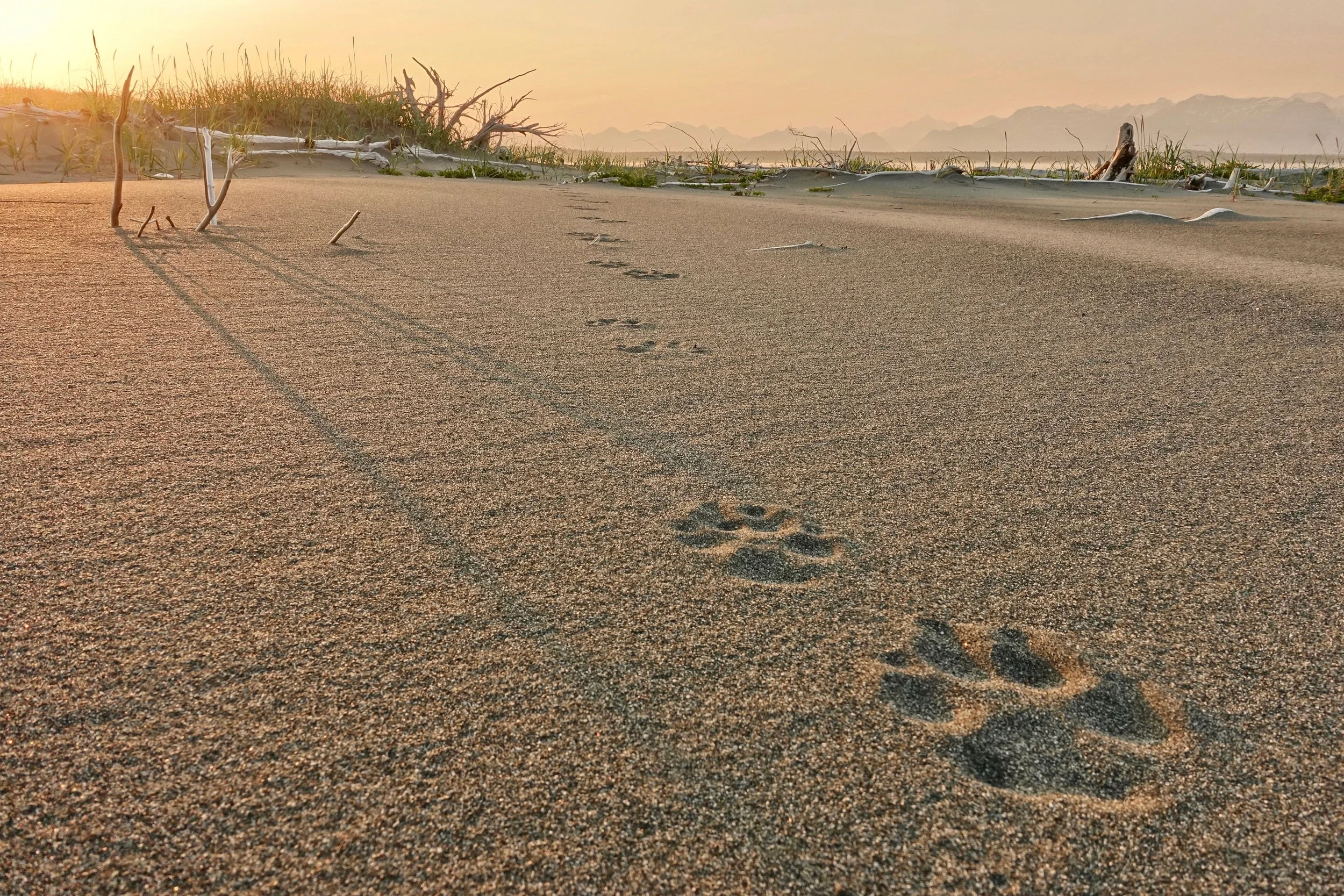 Wolf prints in the sand on the Lost Coast hike from Dry Bay to Yakutat in Alaska