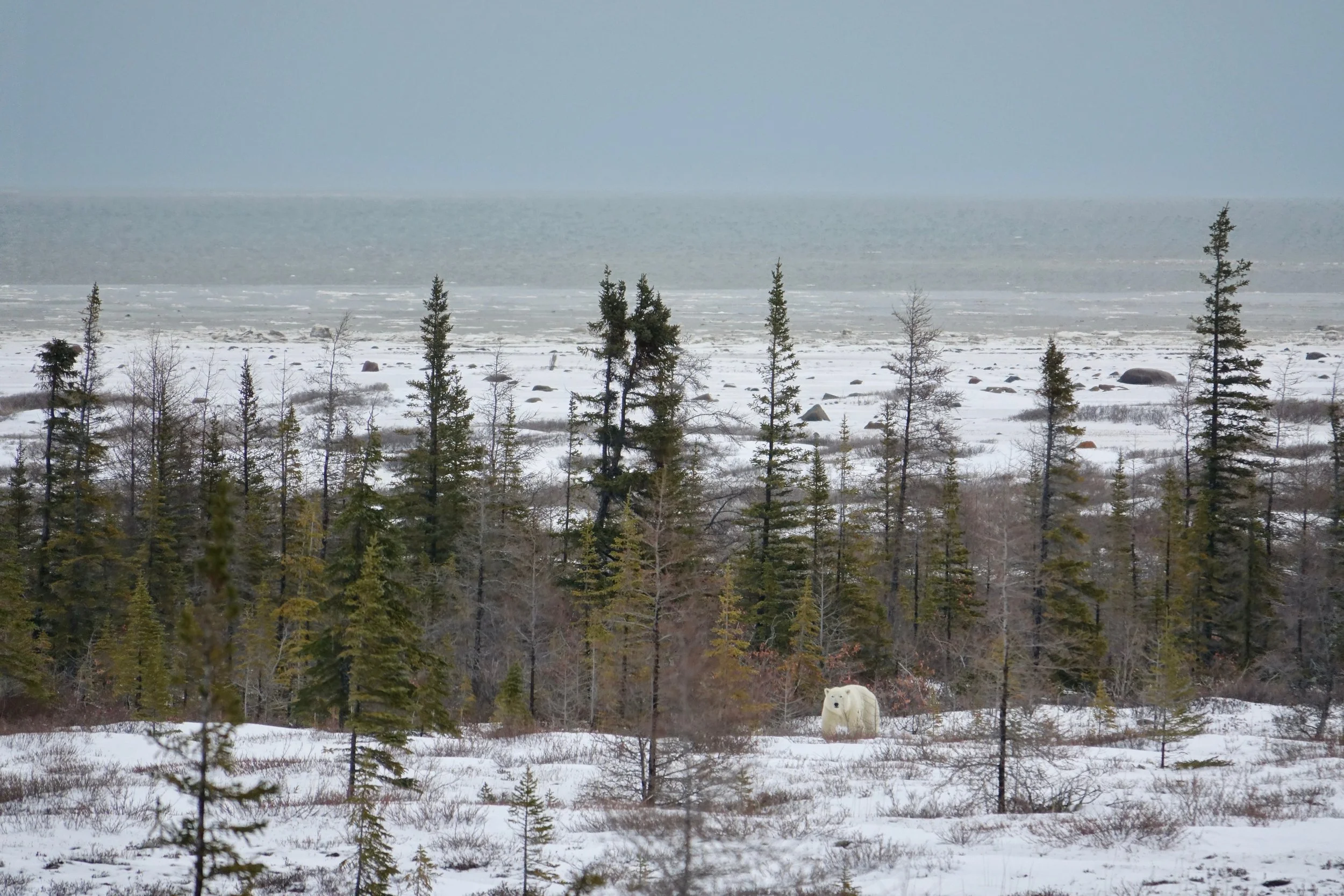 Hudson bay in the background on Churchill Wild Polar Bear safari
