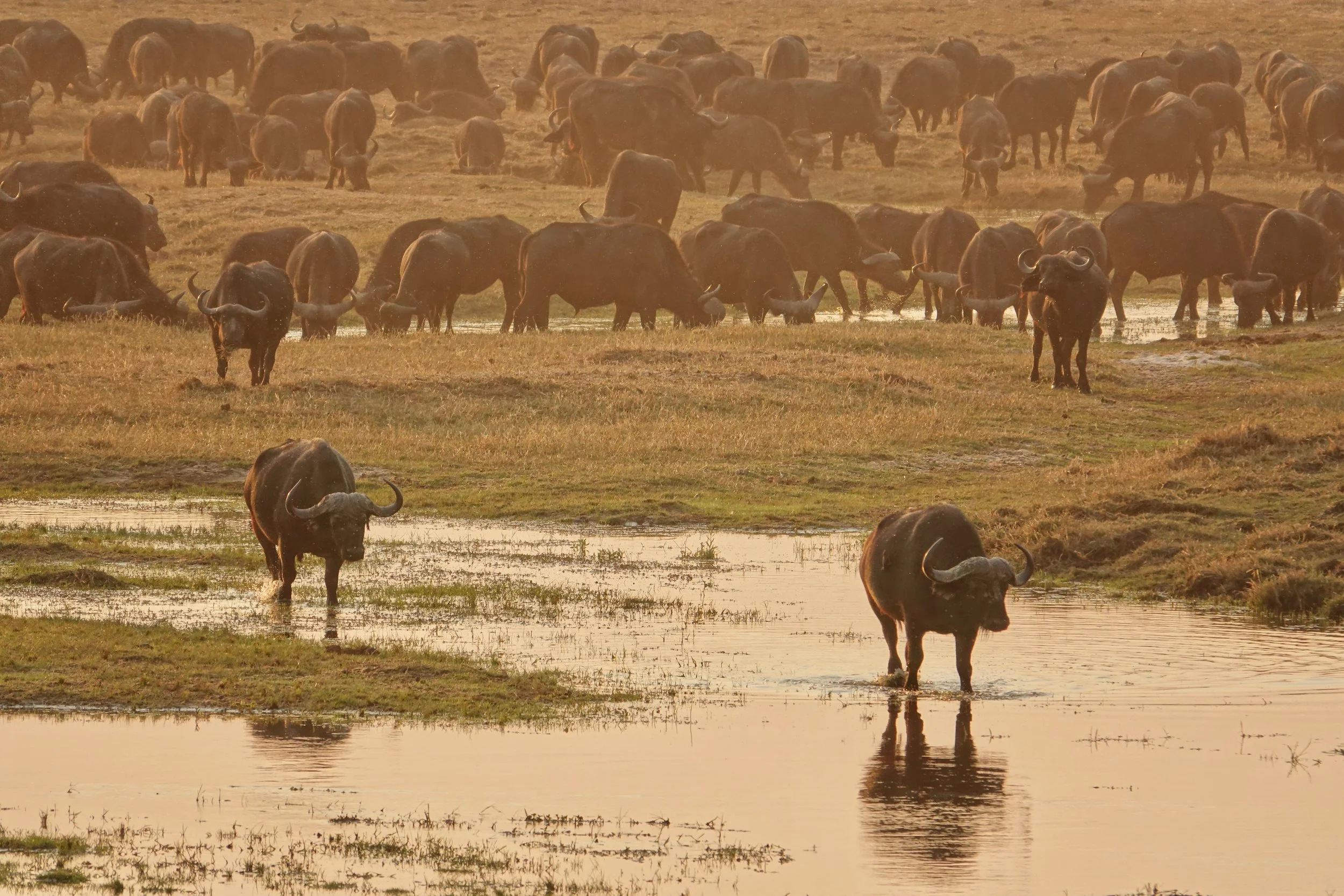 Buffalo at Oddball's Lodge in the late evening Botswana