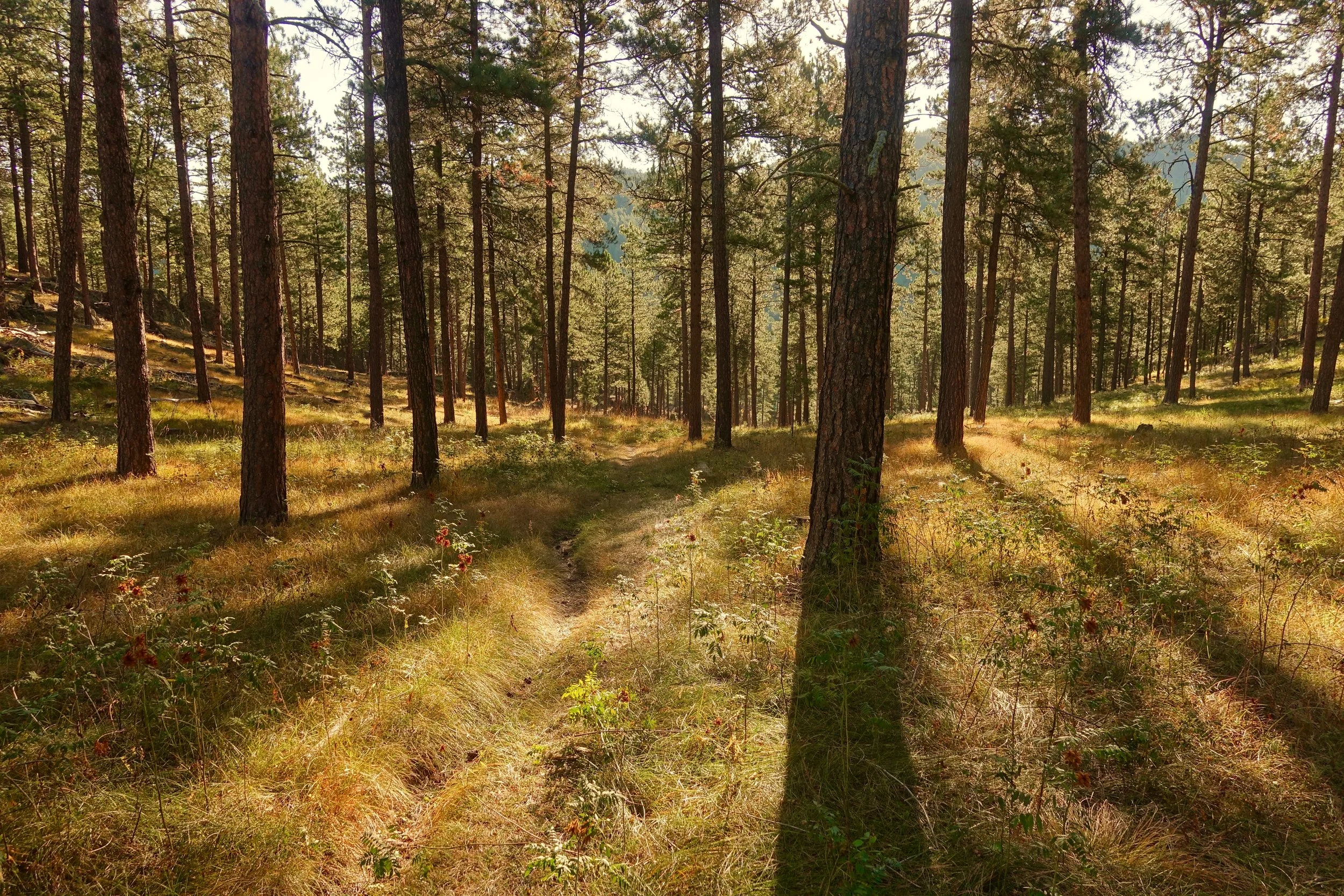 Walking down to Sheridan Lake in South Dakota on the Centennial Trail