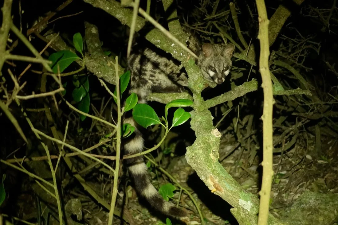 Genet in the trees at night near the hut
