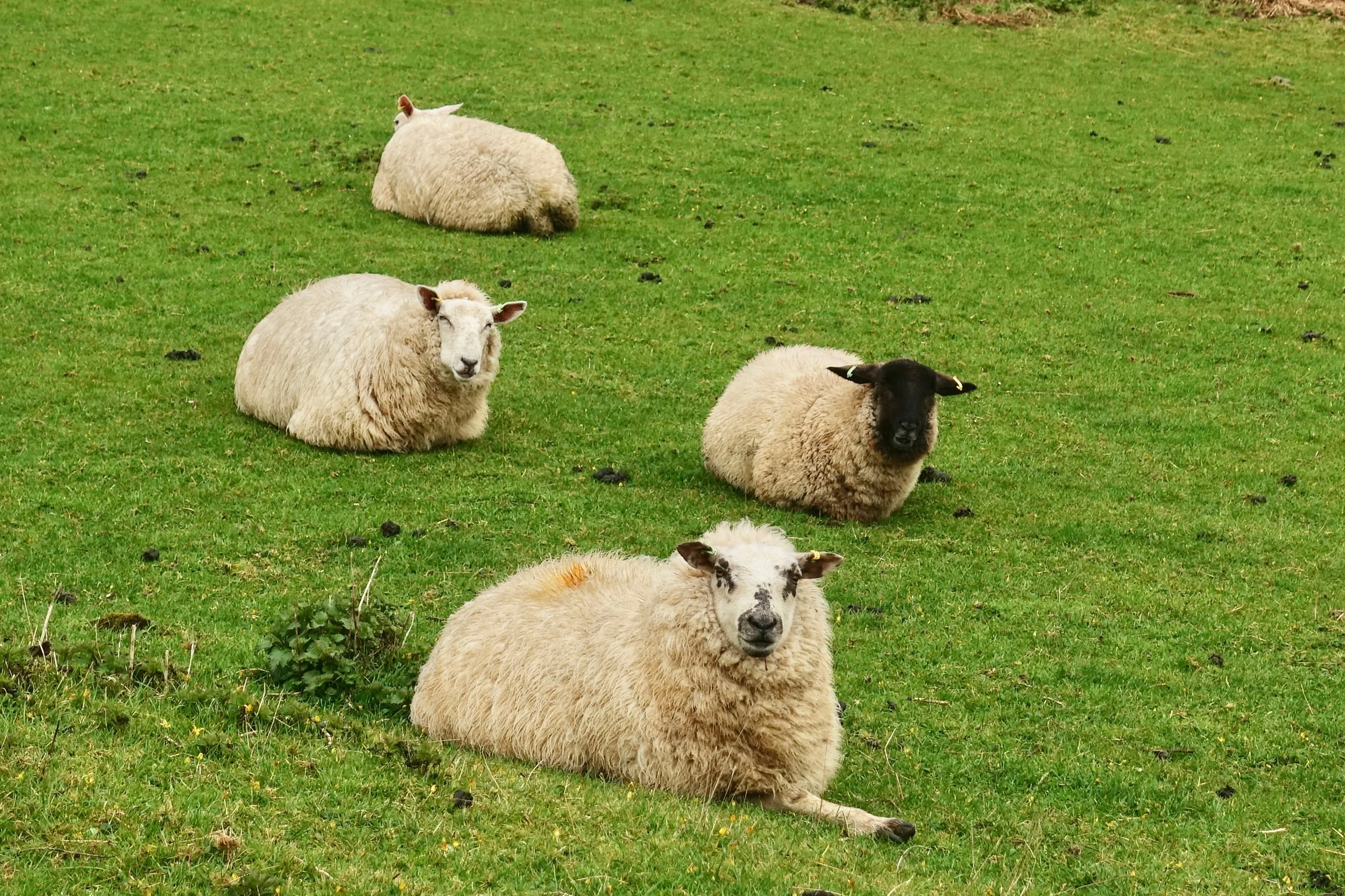 Sheep on the grassy section of the walk in Ireland