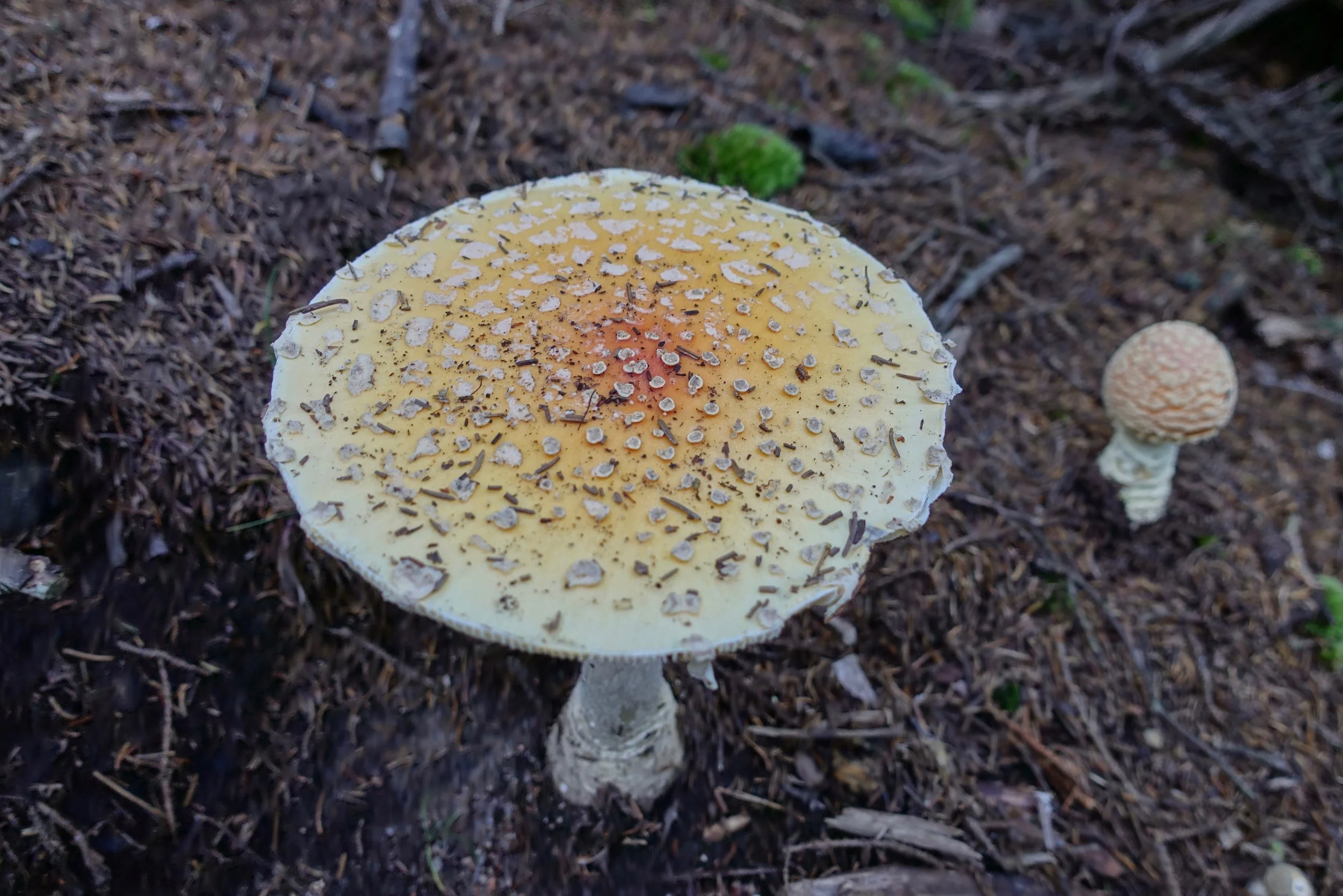 Mushrooms on the trail in fall