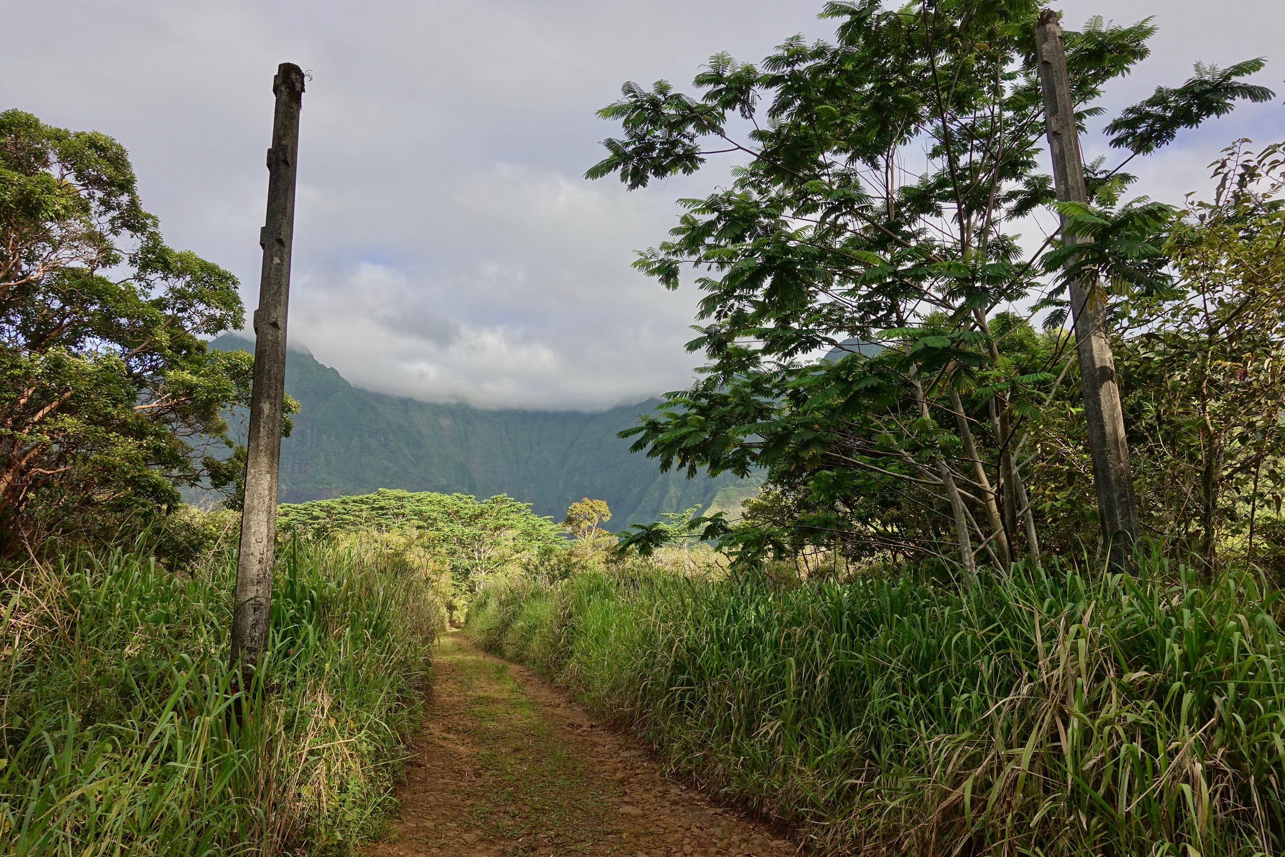 Jurassic park gates in the Waialeale Canyon hike in Hawaii