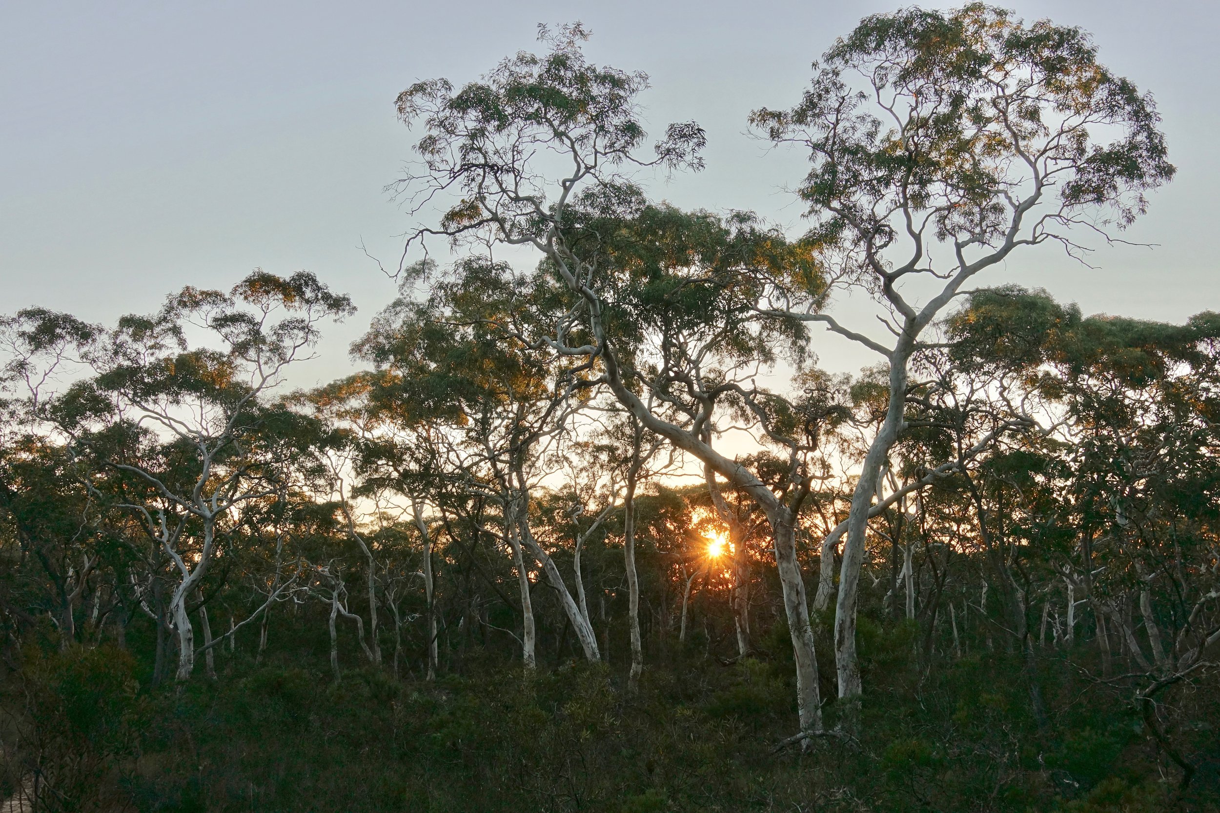 Walking back to Wog Wog