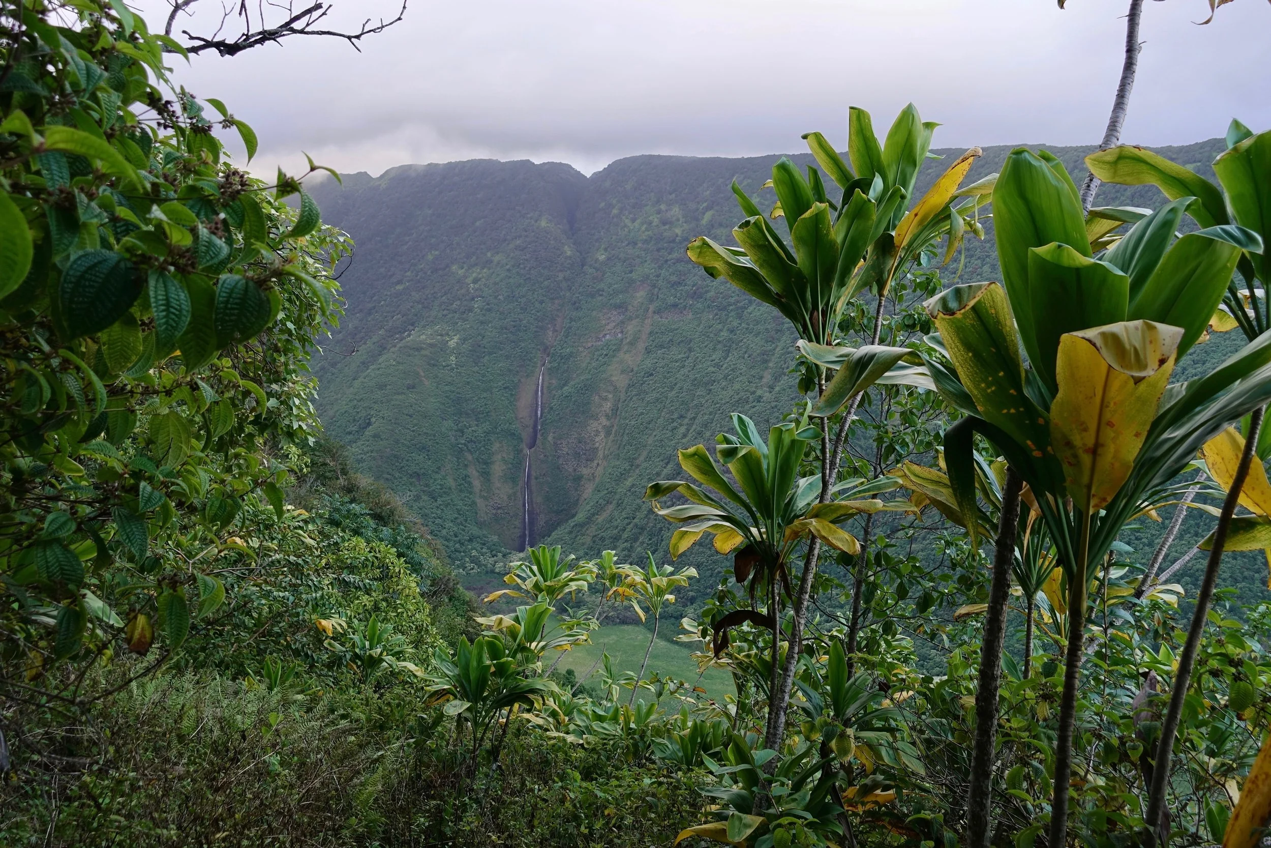 Waimanu Valley from above on the Muliwai Trail