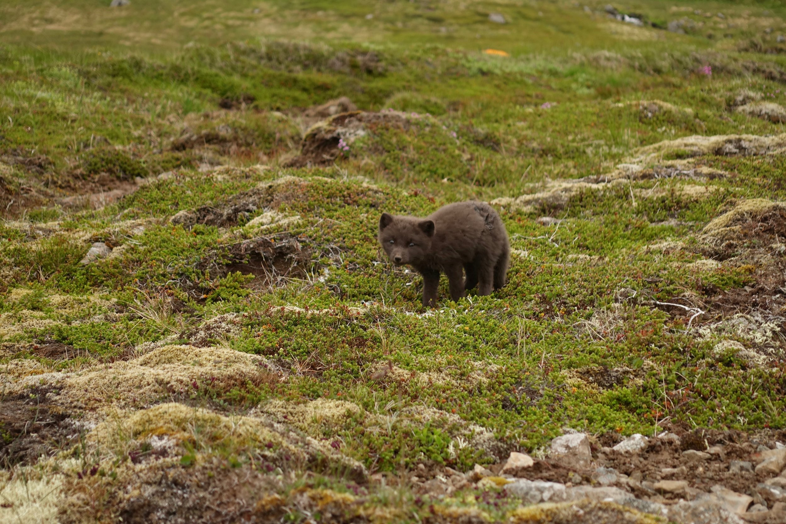 Arctic fox in Hornvik Iceland hiking Hornstrandir peninsula