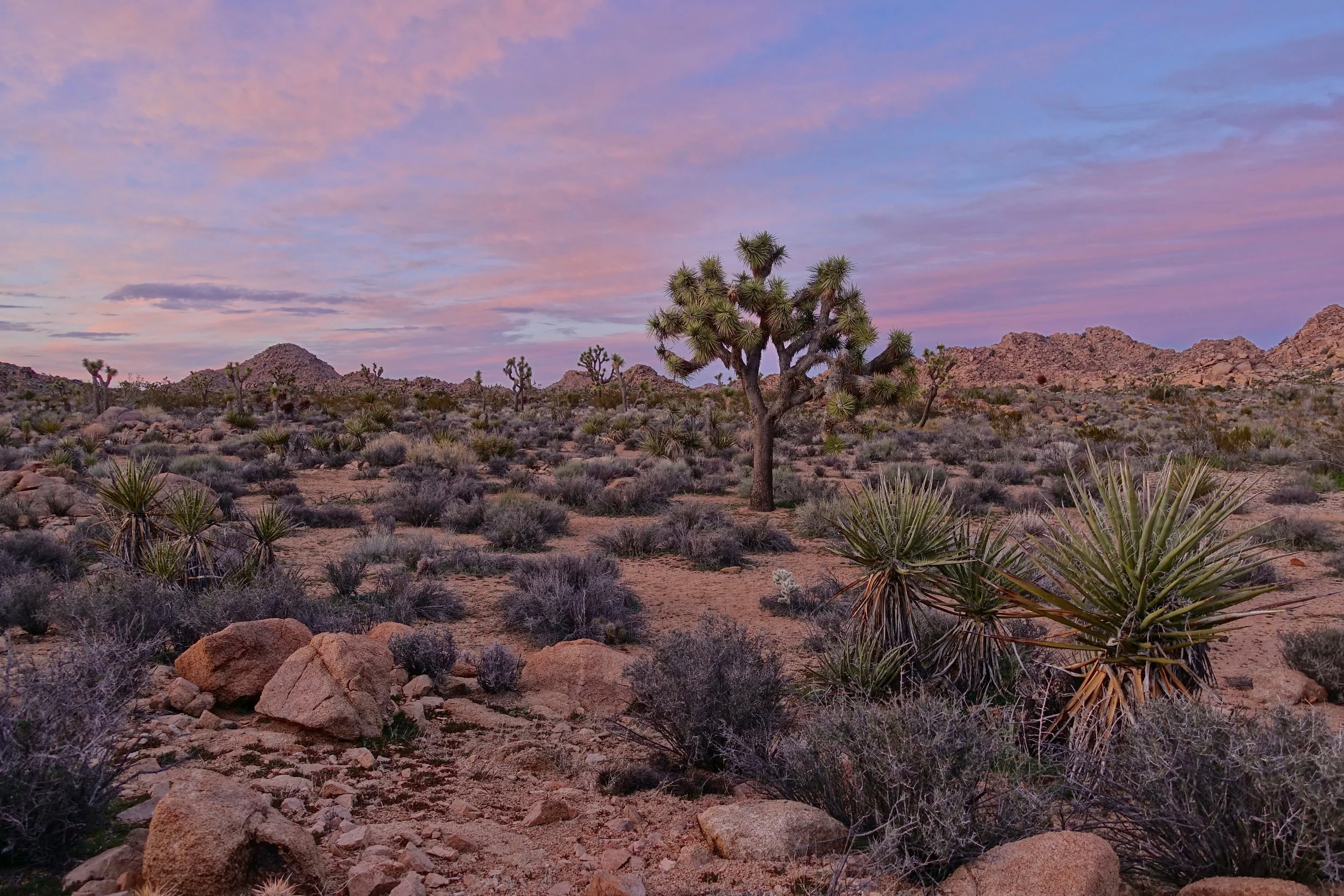 Backcountry camping in Joshua Tree National Park hike