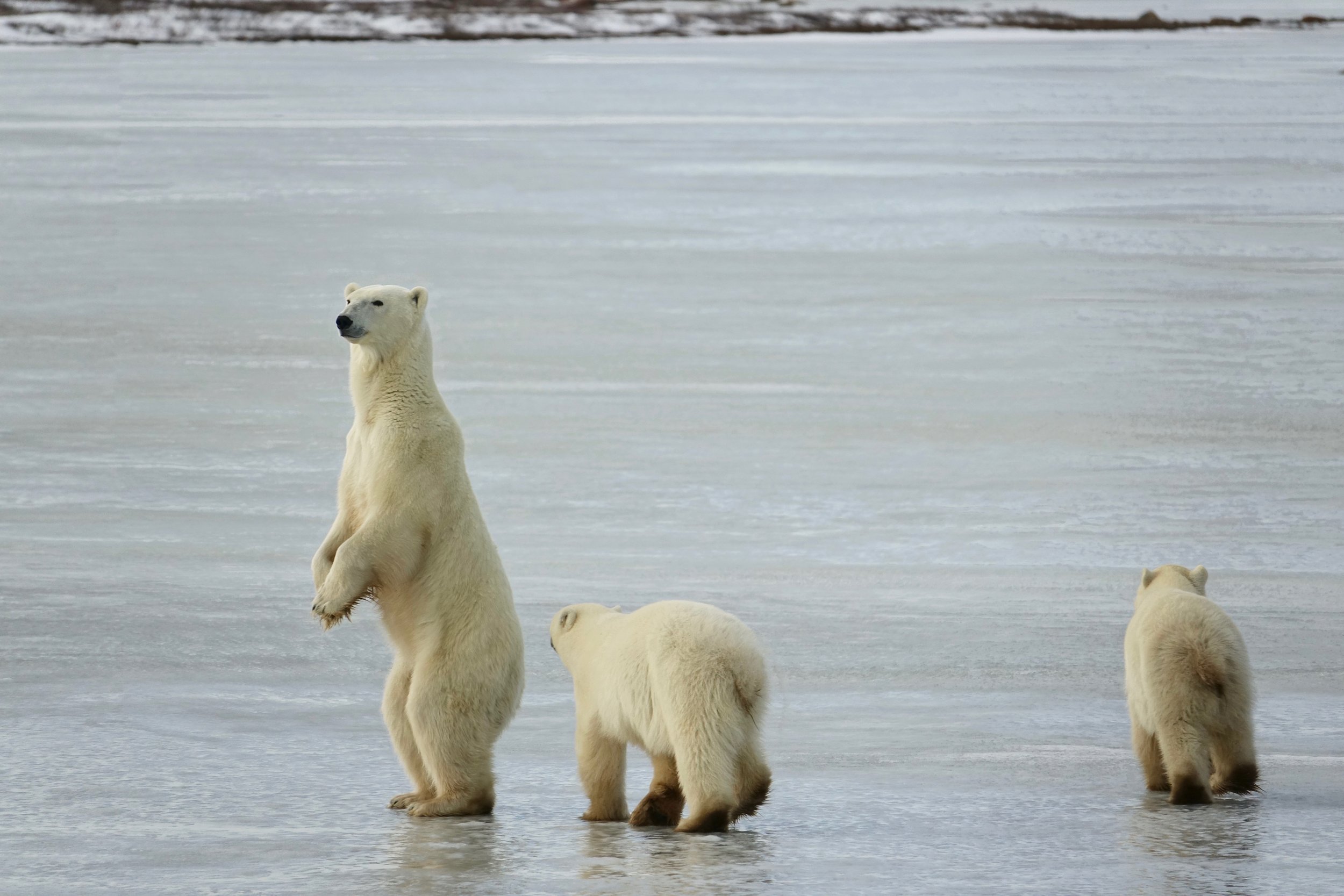 Polar bear mother with her two cubs in Manitoba