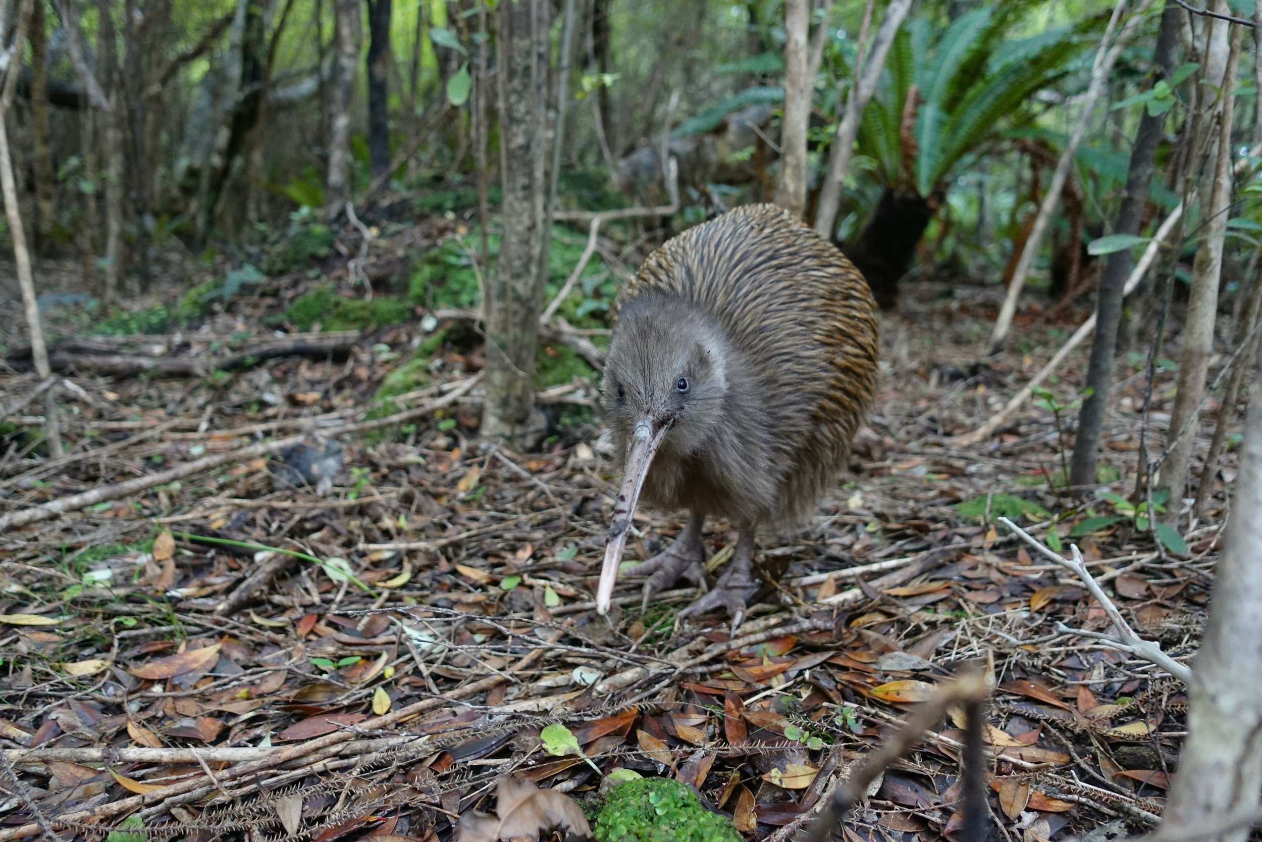 Kiwi on Stewart Island Northwest Circuit hike