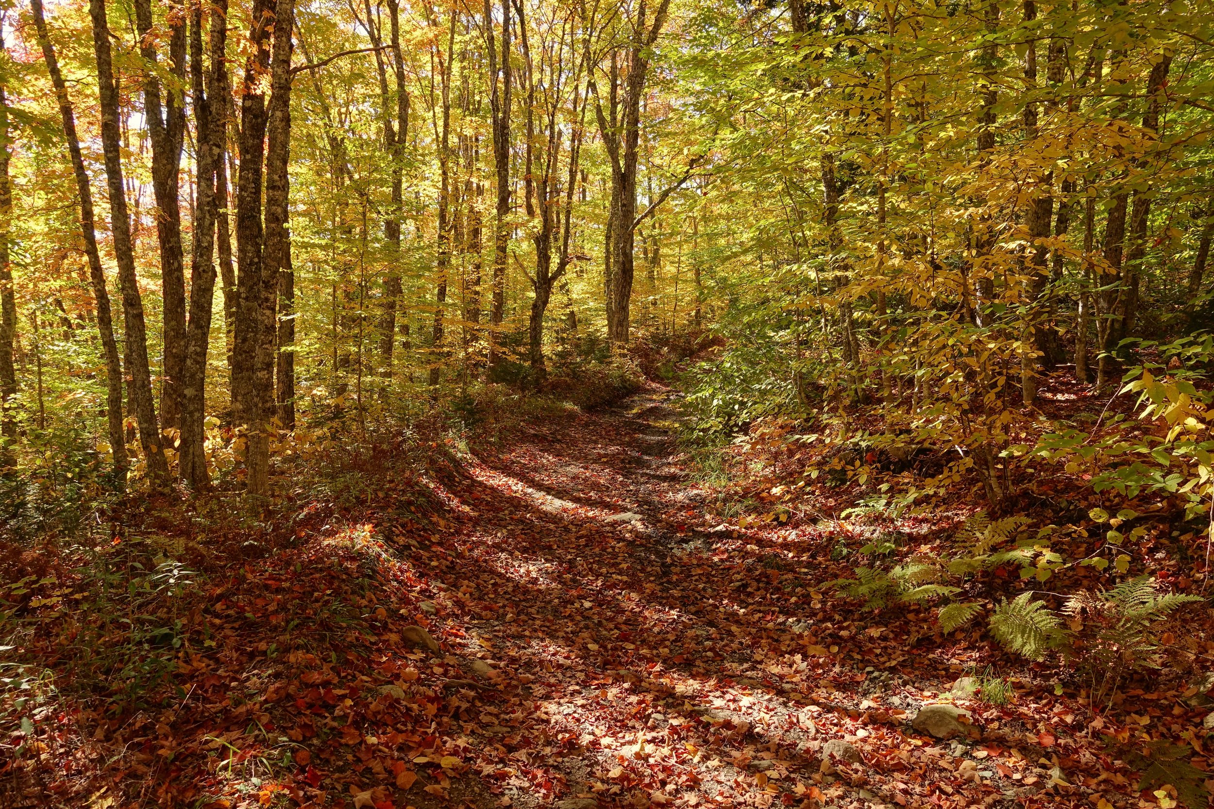 Fall colors on the Dobson trail in New Brunswick