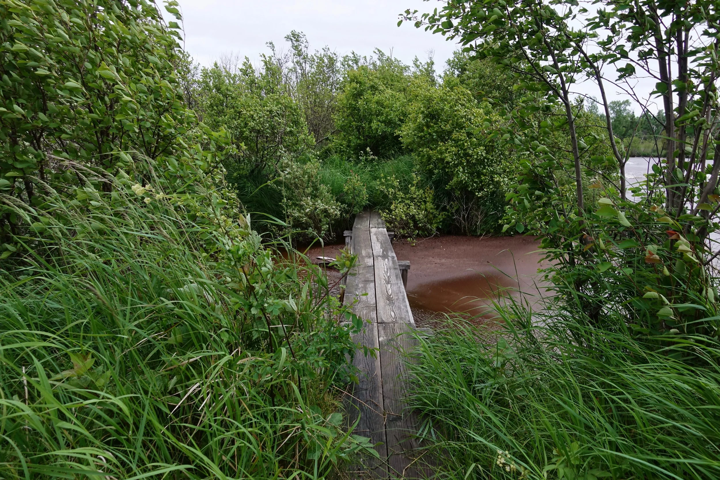 Overgrown boardwalk on Island mine trail