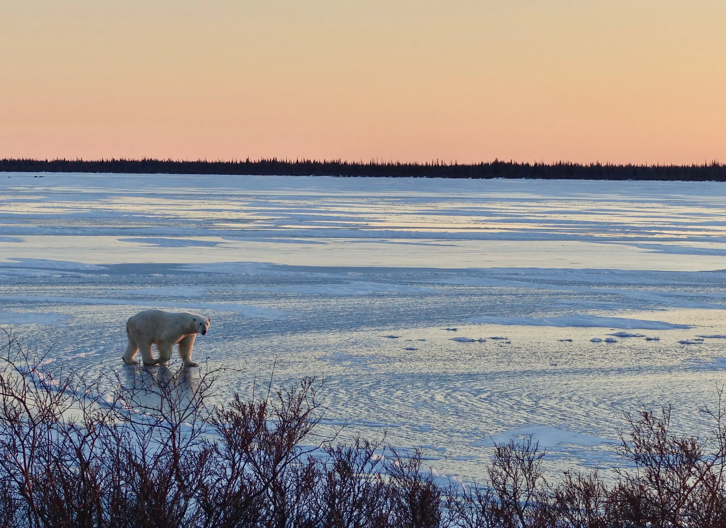 Polar bear on the frozen Dymond Lake