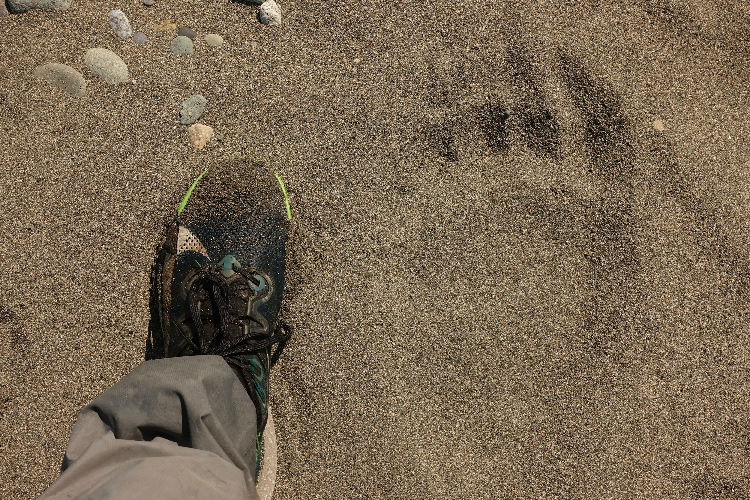 Kodiak bear print versus human foot