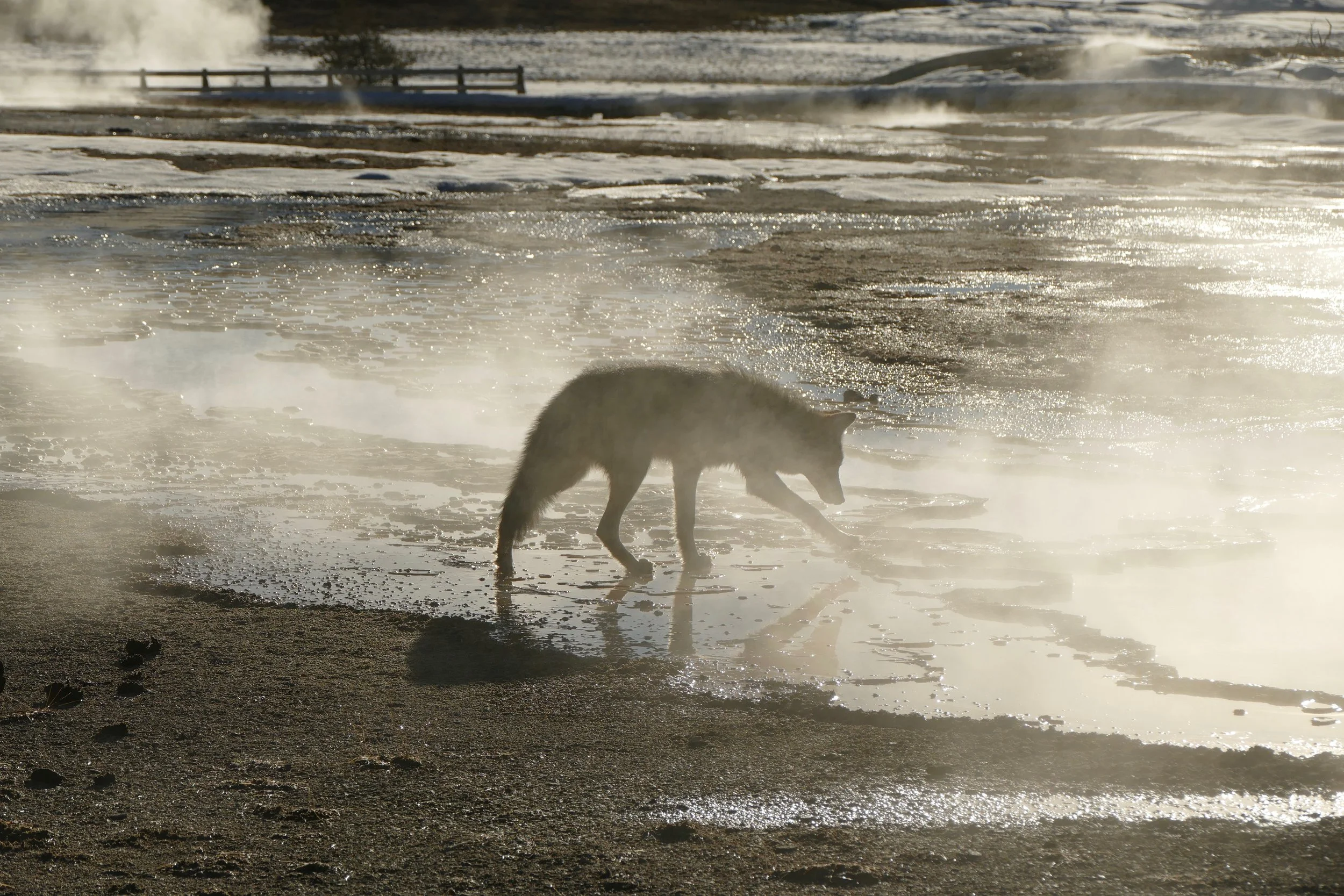 Coyote testing the water temperature in Yellowstone