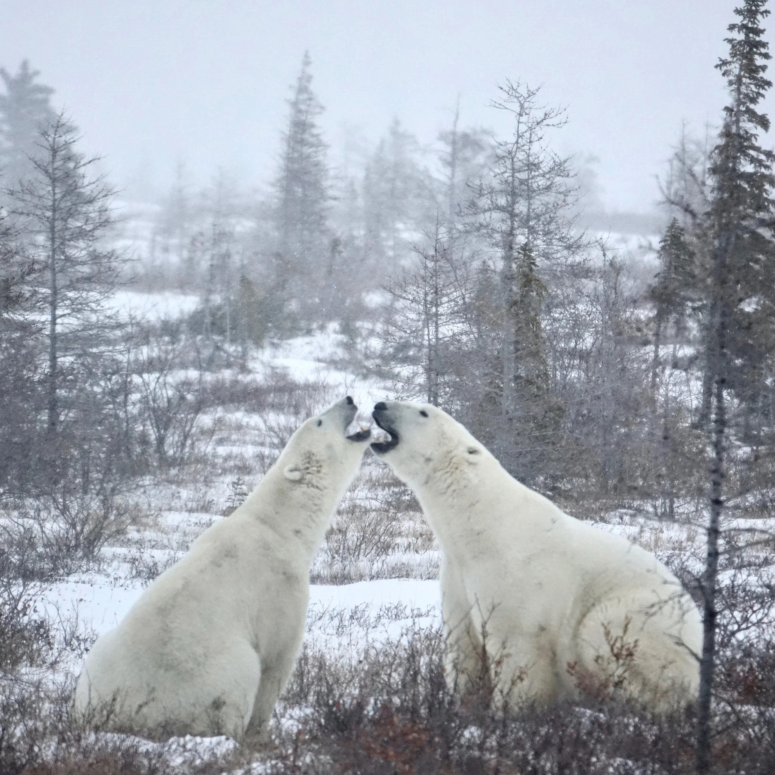 Kissing Bears on Churchill Wild Safari