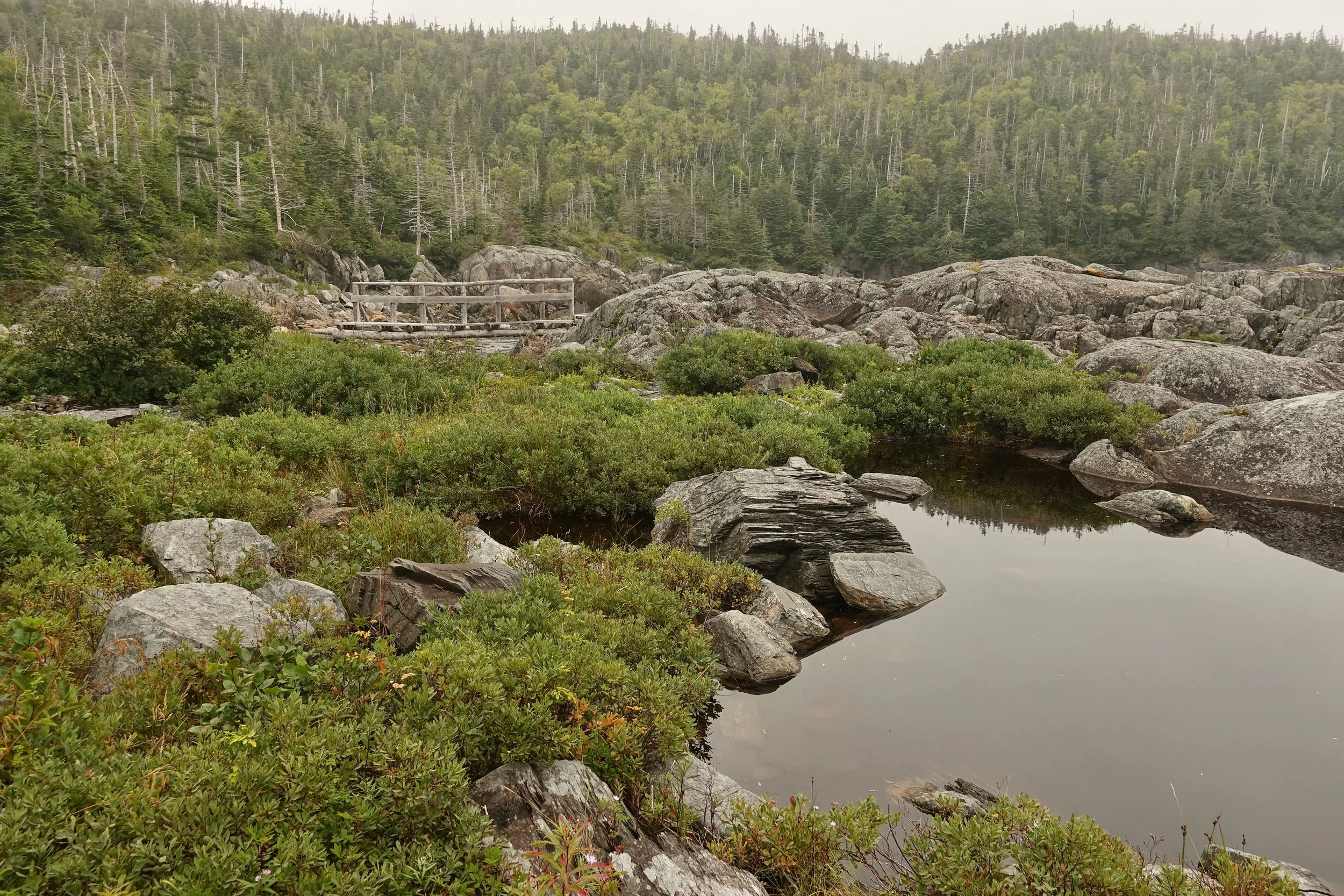Foggy day with a bridge in view on the East Coast Trail in Newfoundland