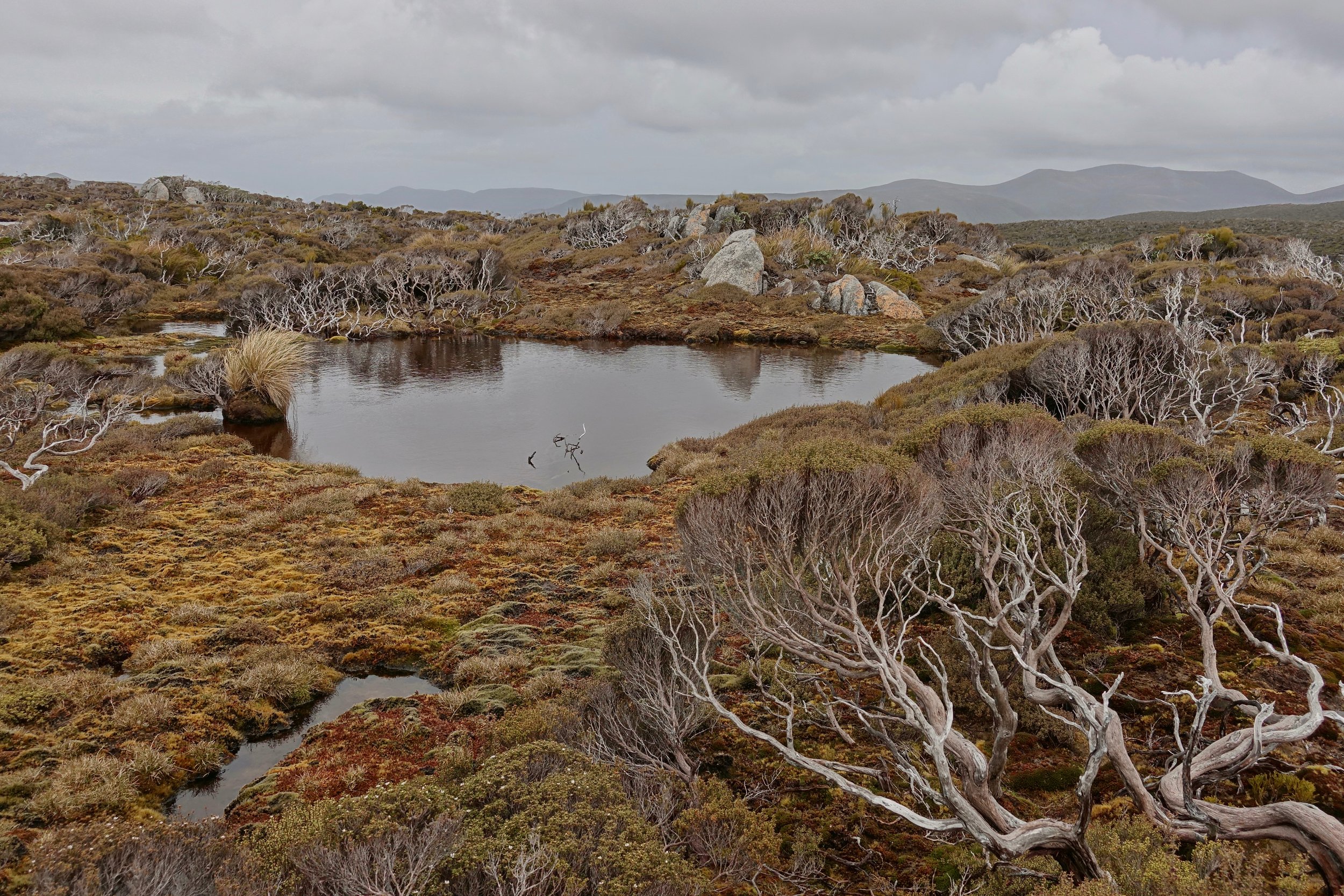 Bog on Adams Hill on Stewart Island hike in New Zealand