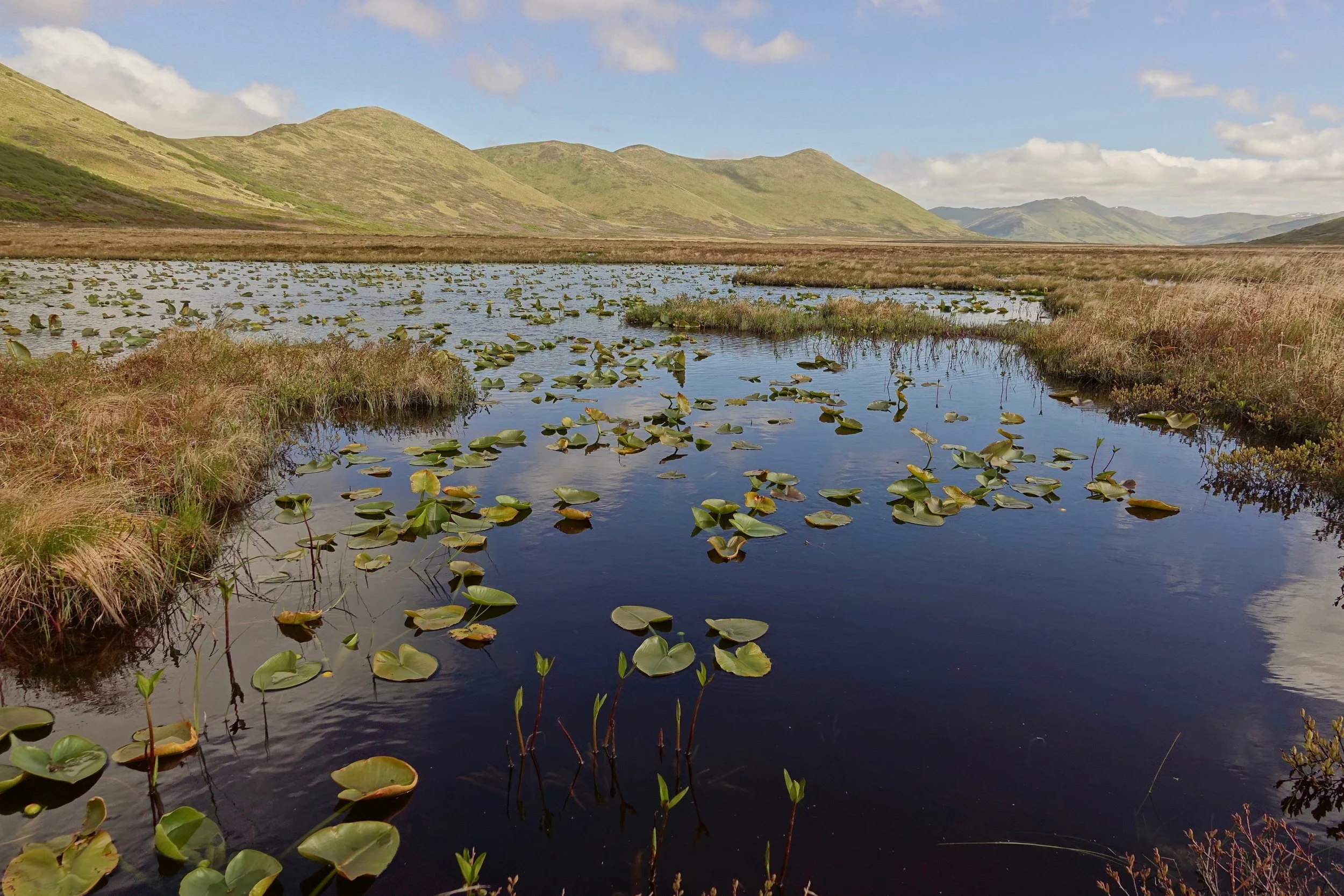 Pond going toward the ocean from Mount Myrtle