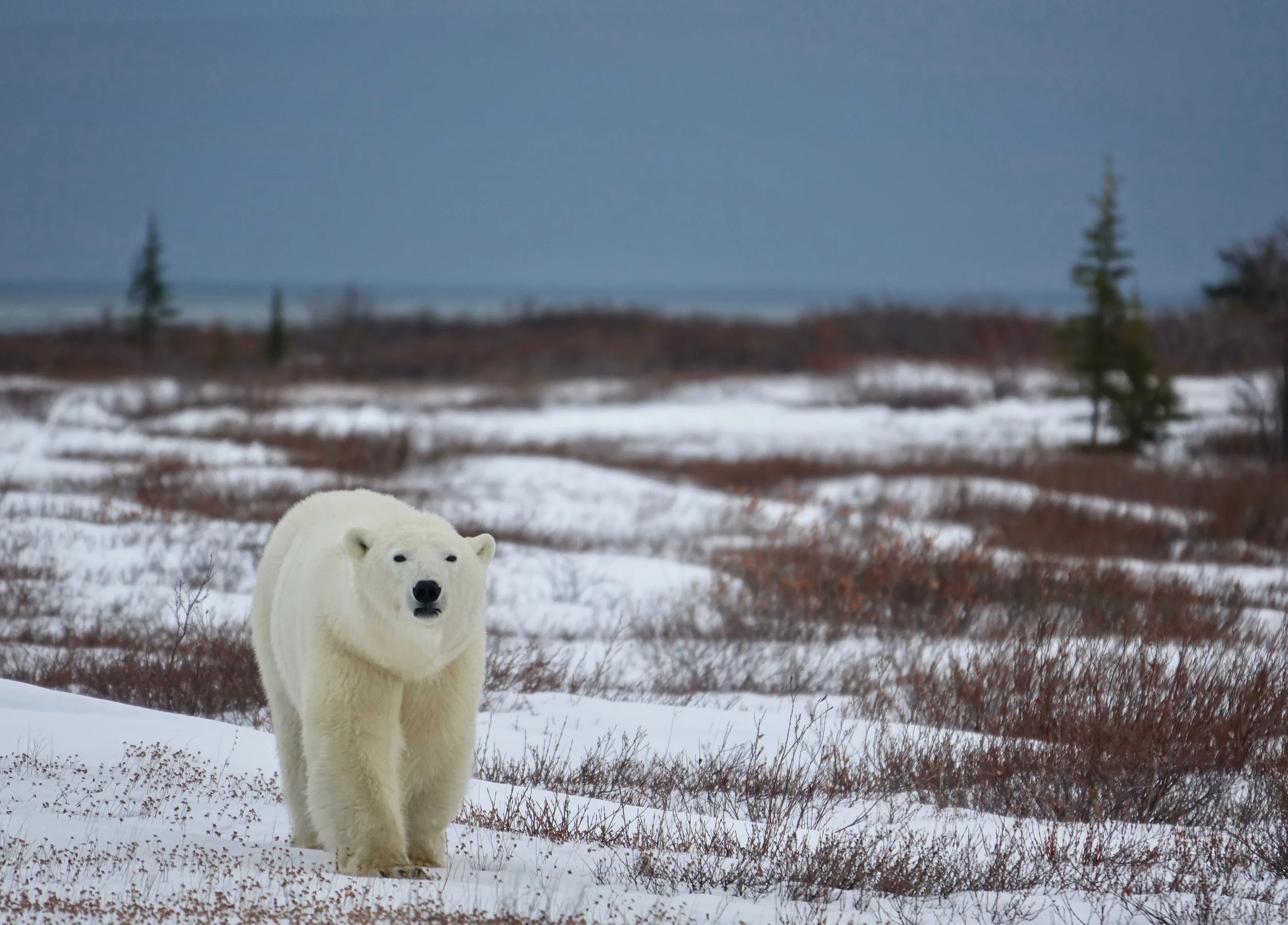 Approaching bear on Polar bear safari in Churchill