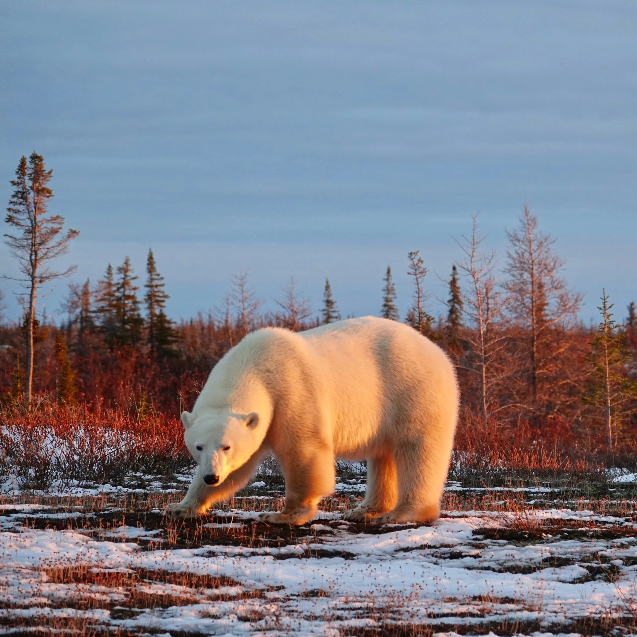 Polar bear at sunset in near Dymond Lake in Manitoba on Churchill Wild Safari