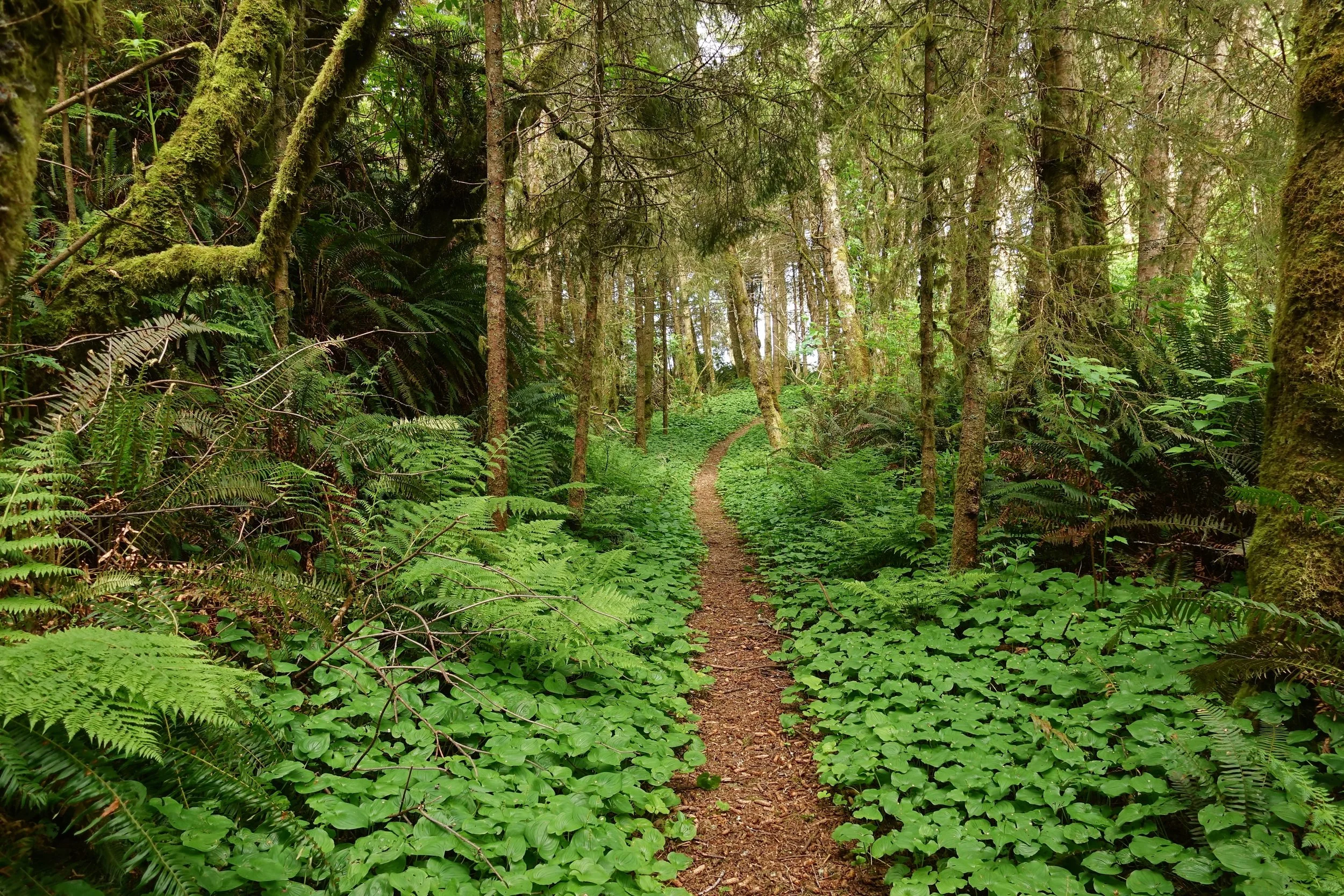 On the Klamath to Crescent City section of Redwood coastal trail
