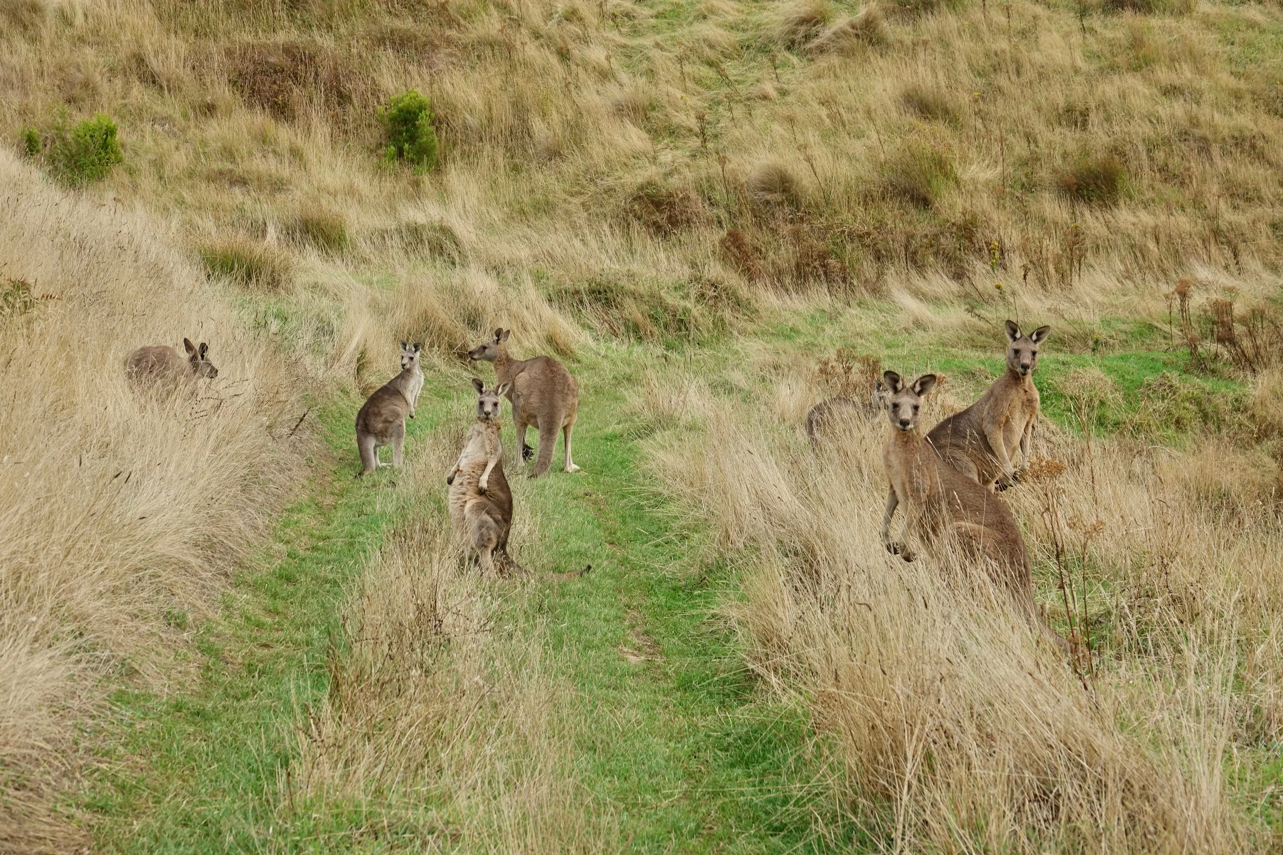 Kangaroos on the road on the Great Ocean Walk in Australia