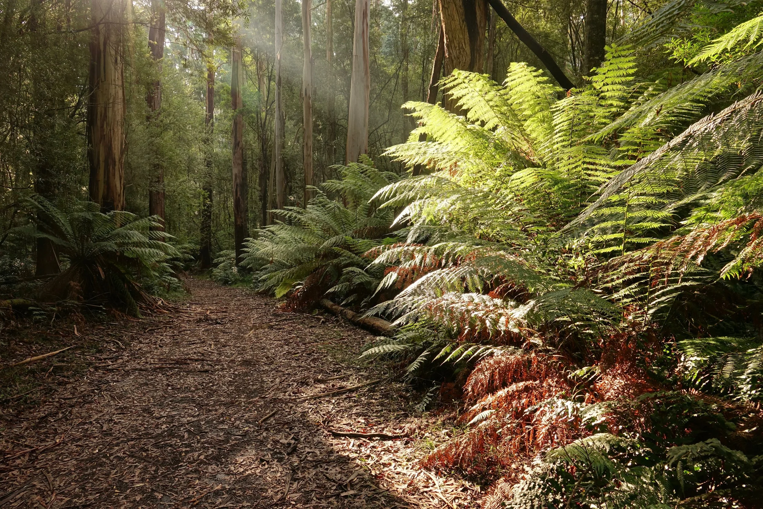 Wooded section of the Great Ocean Walk in Australia