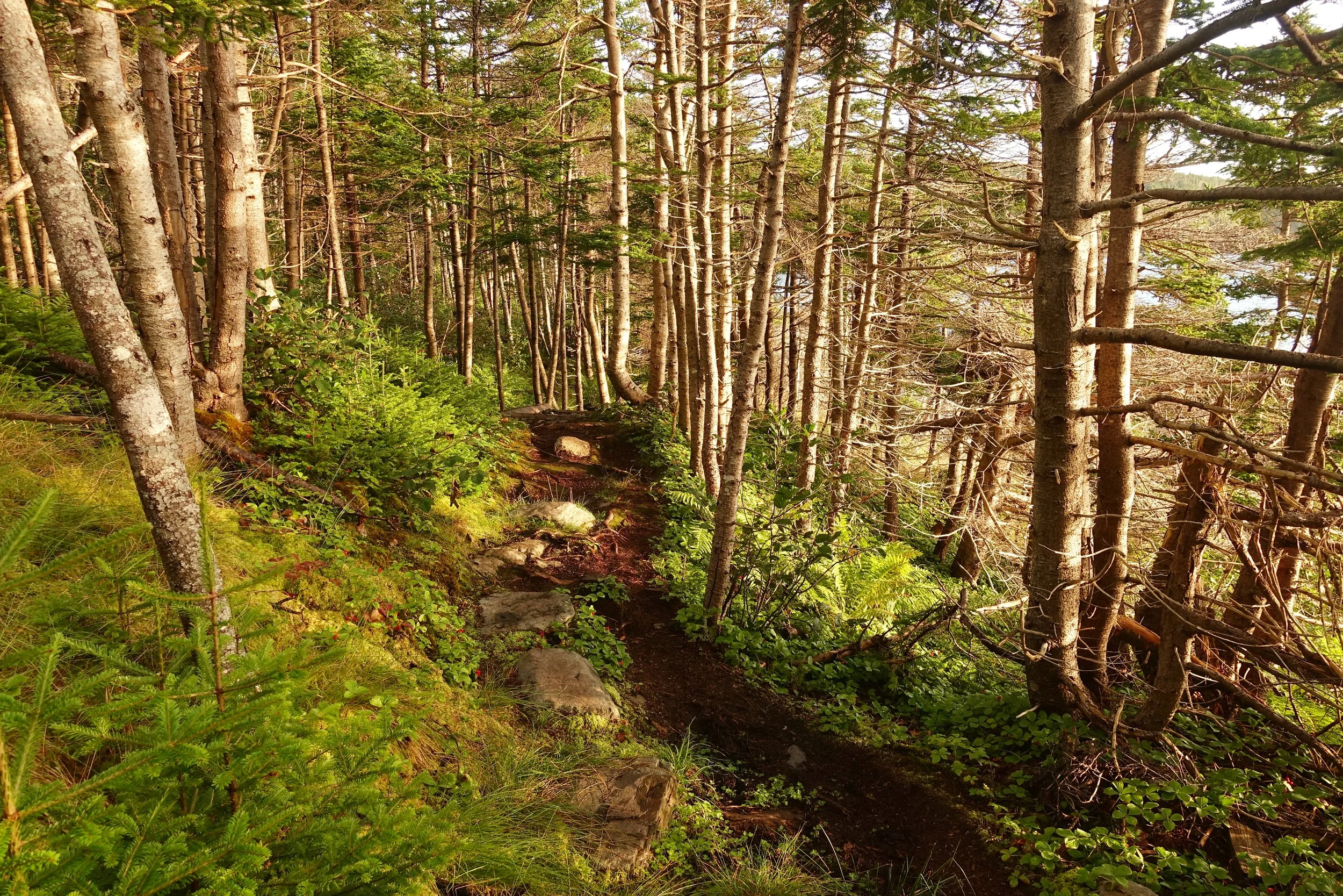 Forest trail on the East Coast Trail hiking in Newfoundland