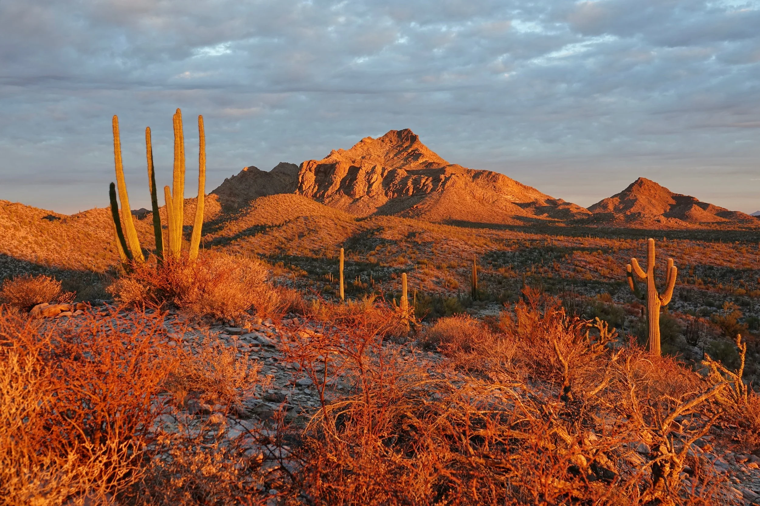 Organ Pipe Cactus National Momument hike near Red Tanks Tinaja, Senita Basin loop