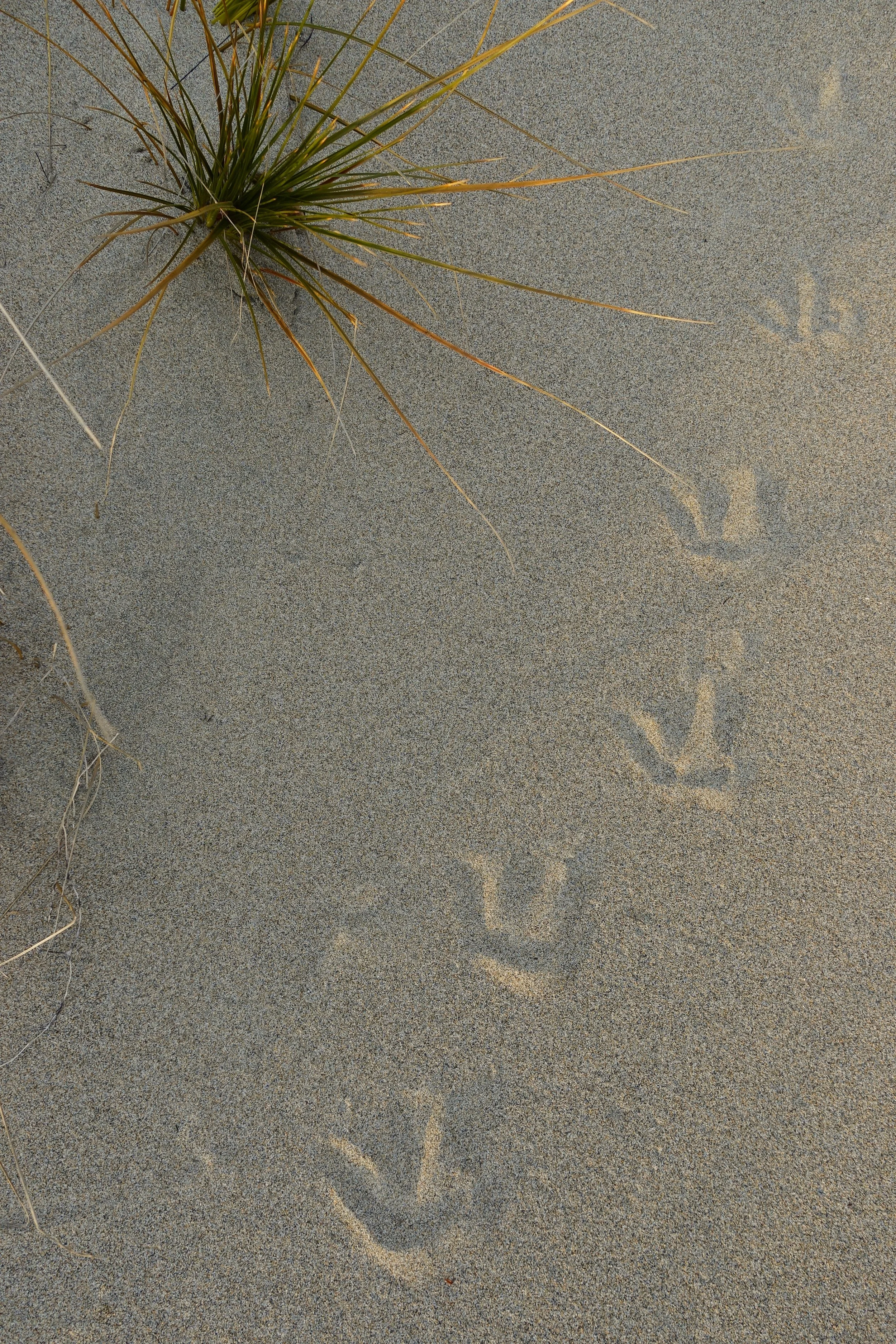Kiwi footprints in the sand