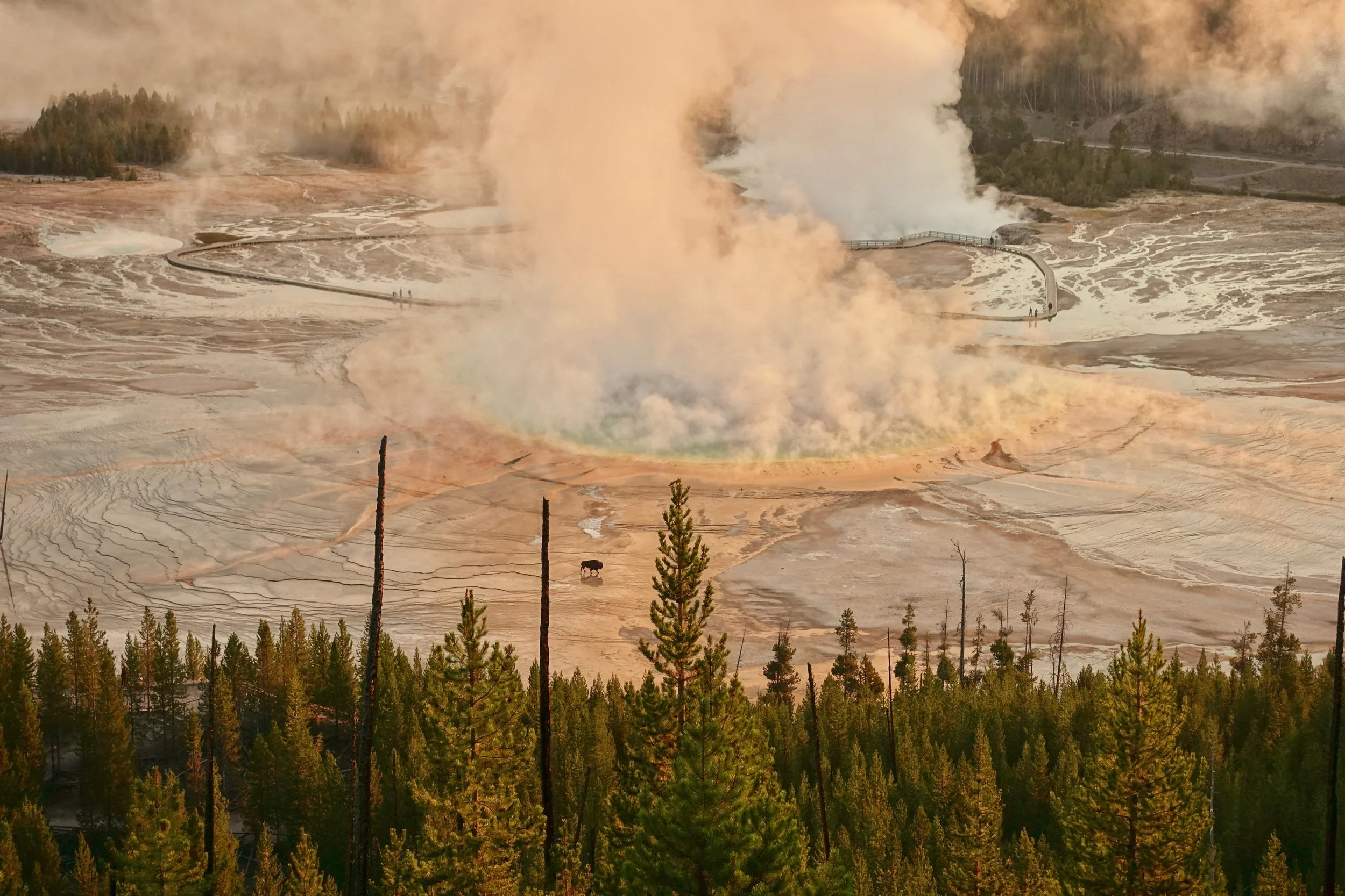 Zoomed view above Grand Prismatic Spring in Yellowstone with a bison walking in the basin