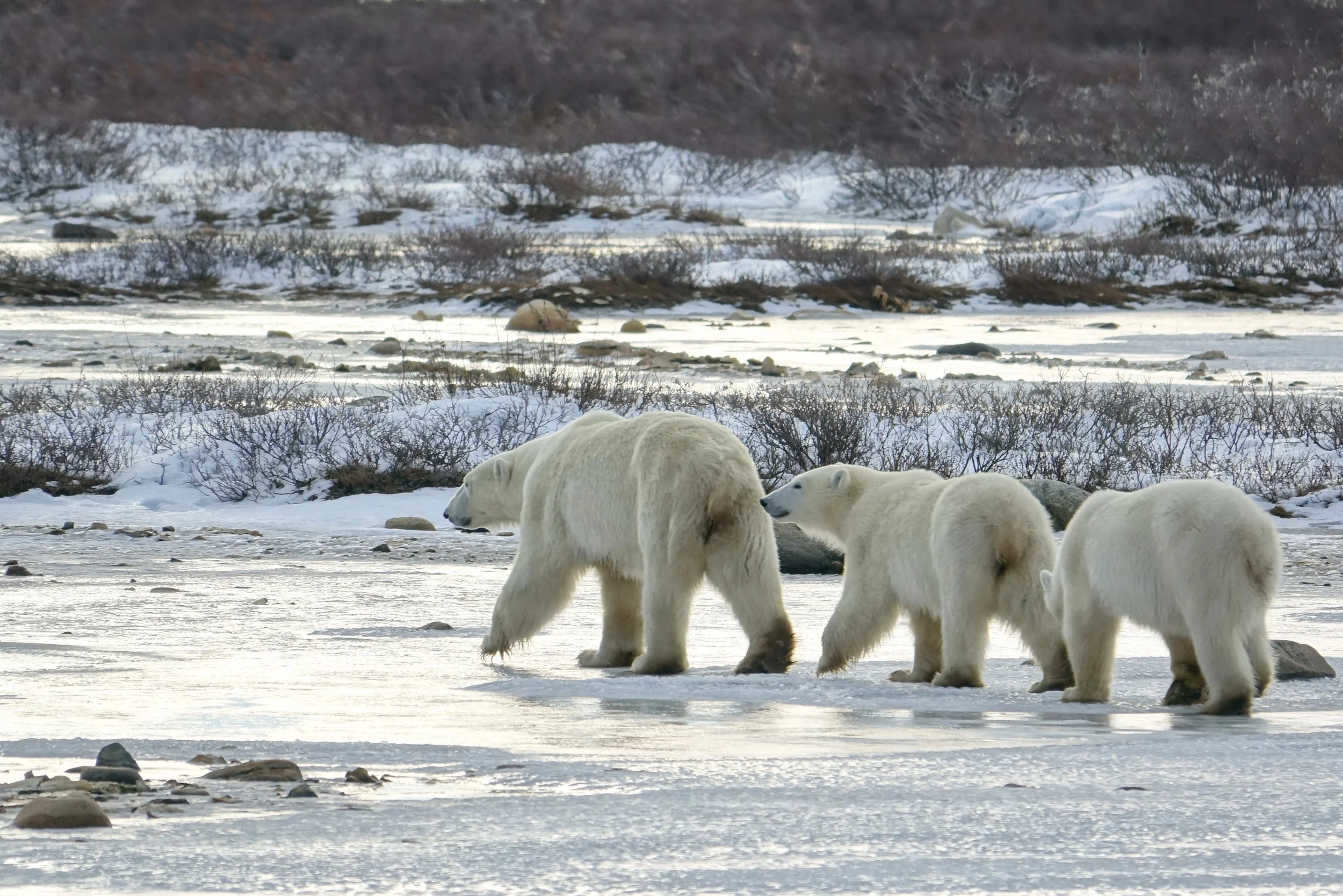Polar bear and two cubs on Churchill Wild Safari