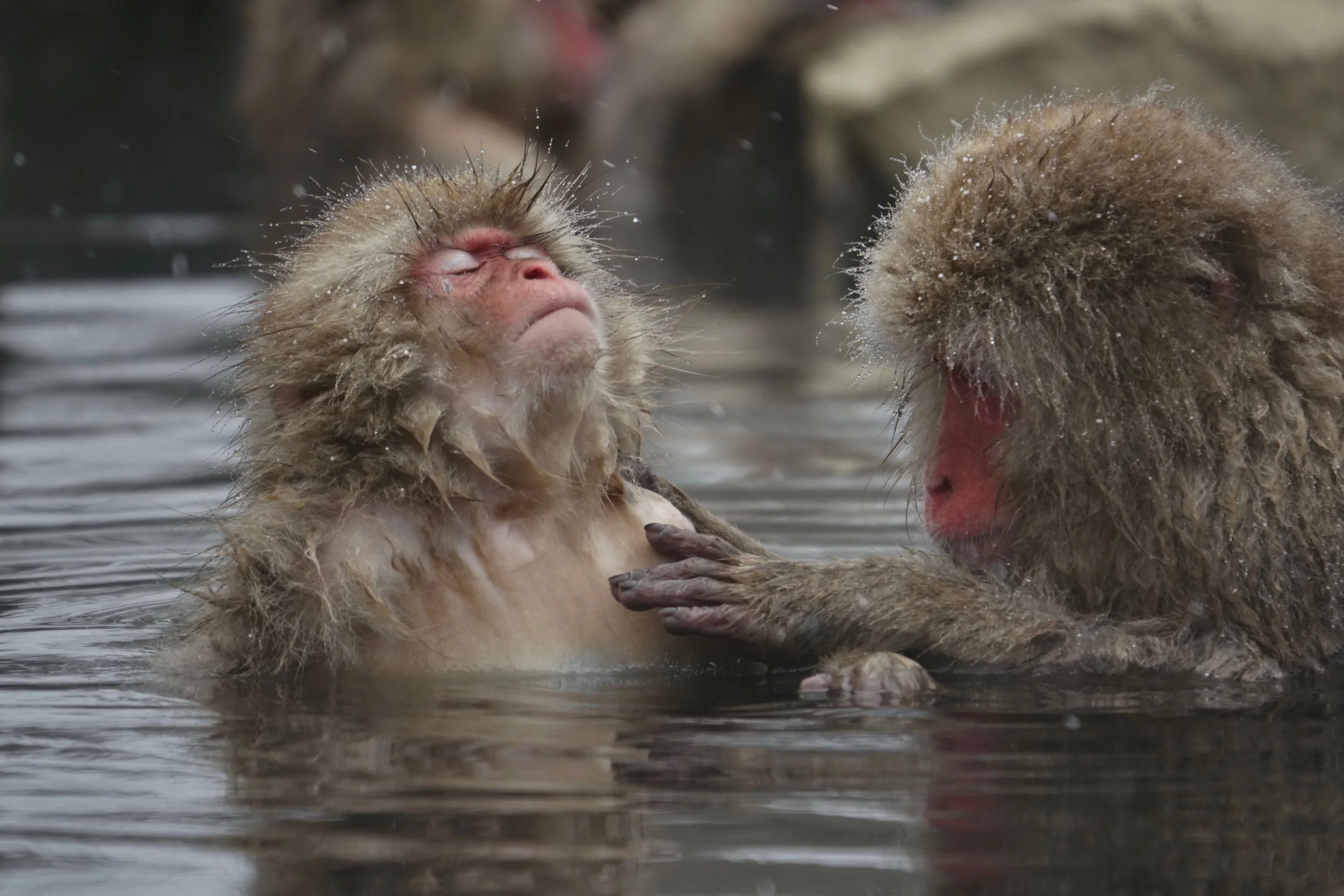 Snow monkeys in Japan inside the hot tub